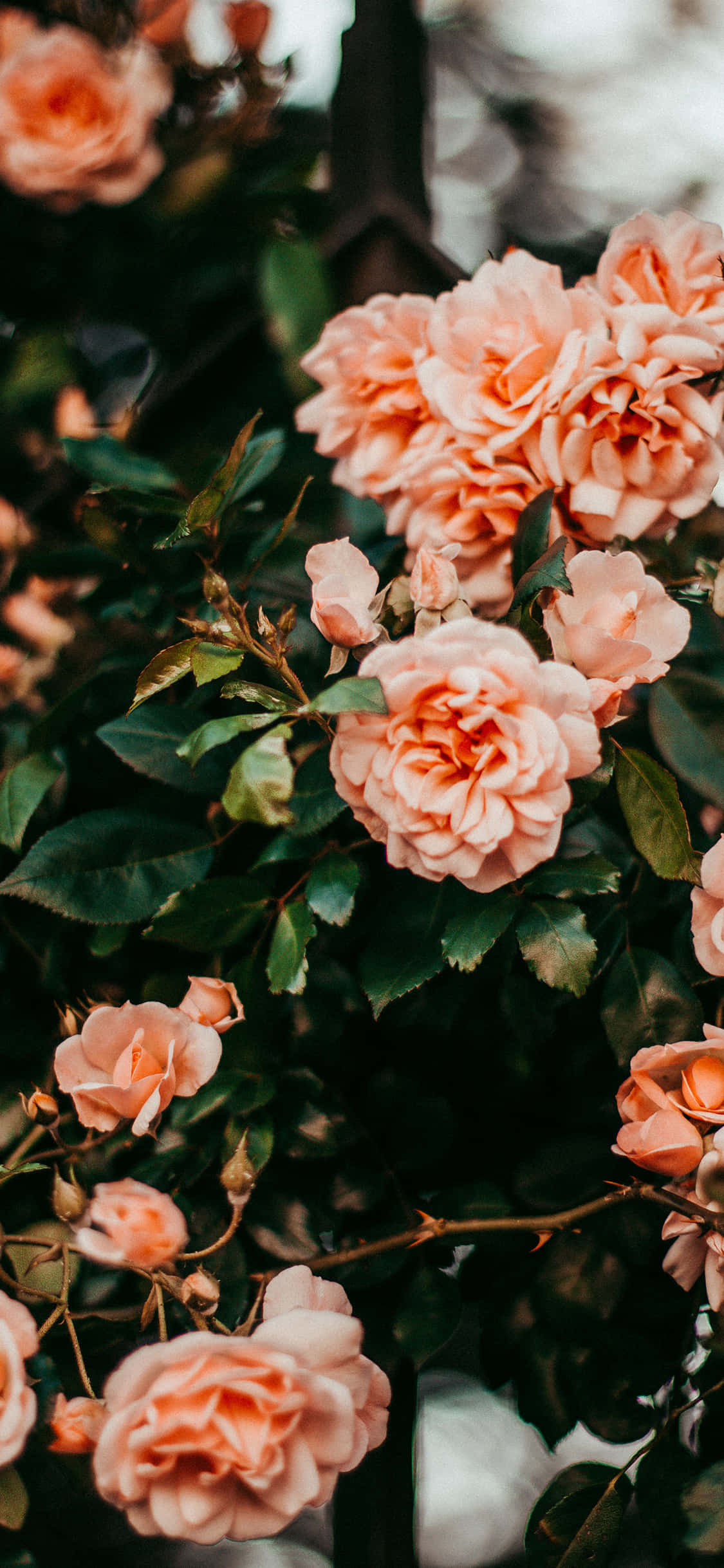 bright pink rose, peach roses, dark green leaves, Full HD Phone Wallpaper