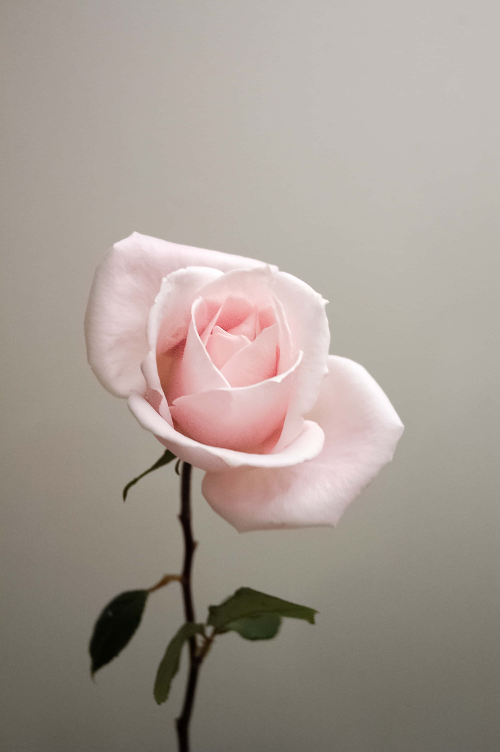 Cute Rose, pink rose, muted gray background, 2K Phone Wallpaper