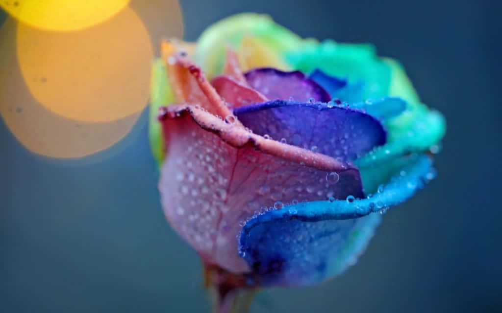 cute rose, rainbow rose, dew drops, SD Desktop Wallpaper
