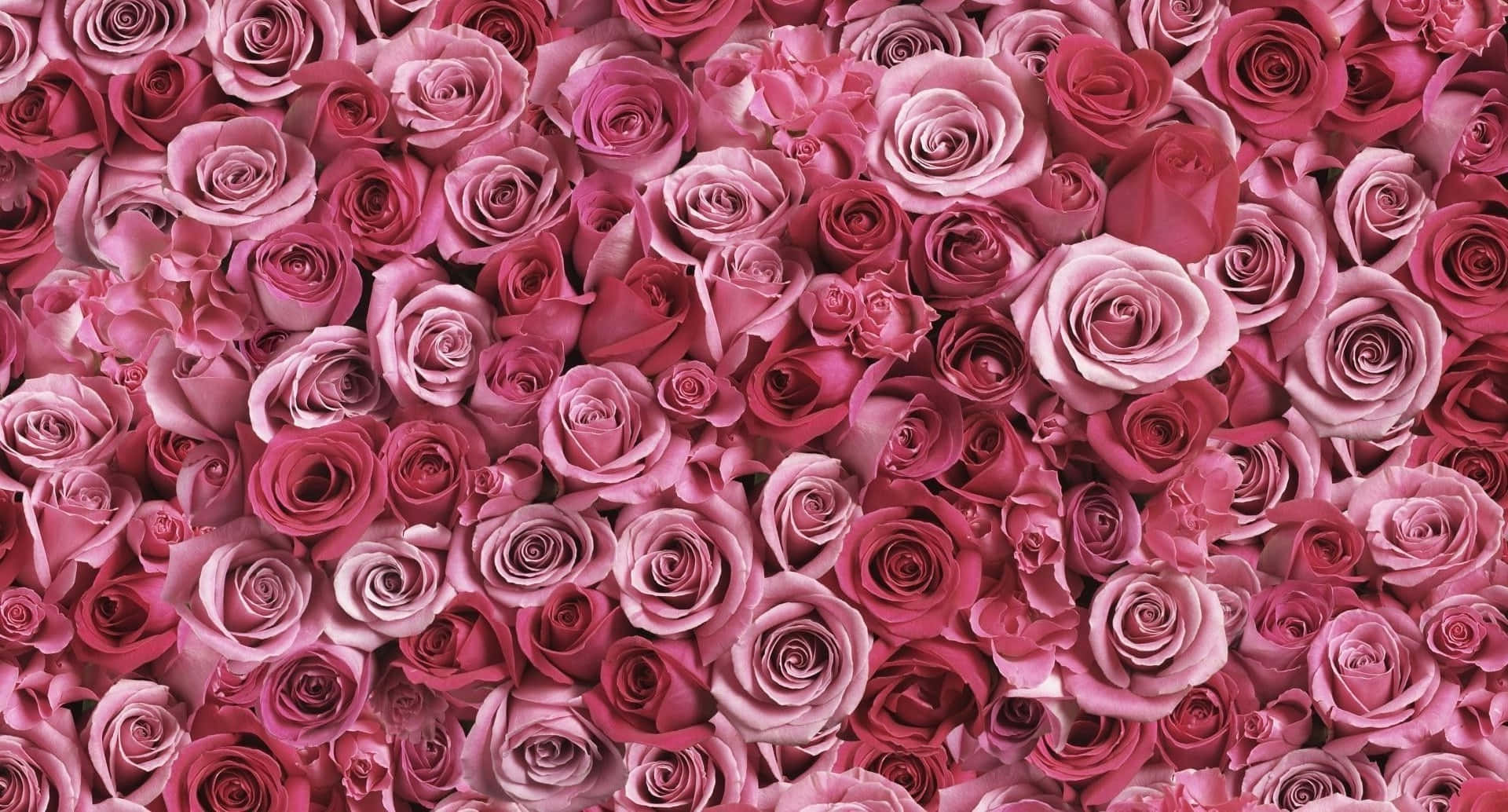 cute rose, pink roses, soft blush, Full HD Desktop Wallpaper