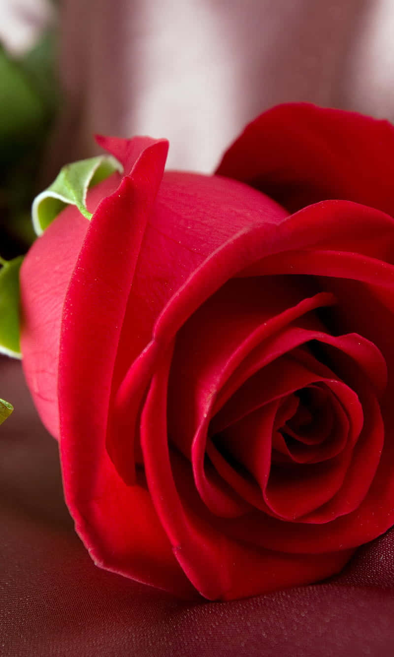 Cute Rose, velvety red rose, intricate petals, HD Phone Wallpaper