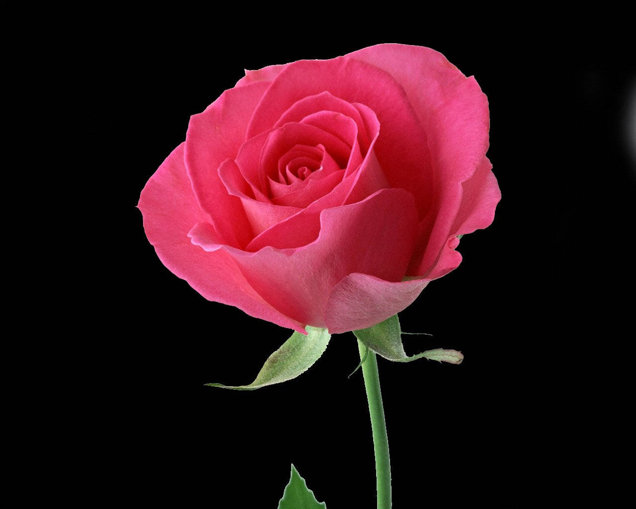 Delicate Pink Beautiful Rose, vibrant pink rose, delicate layered petals, HD Desktop Wallpaper