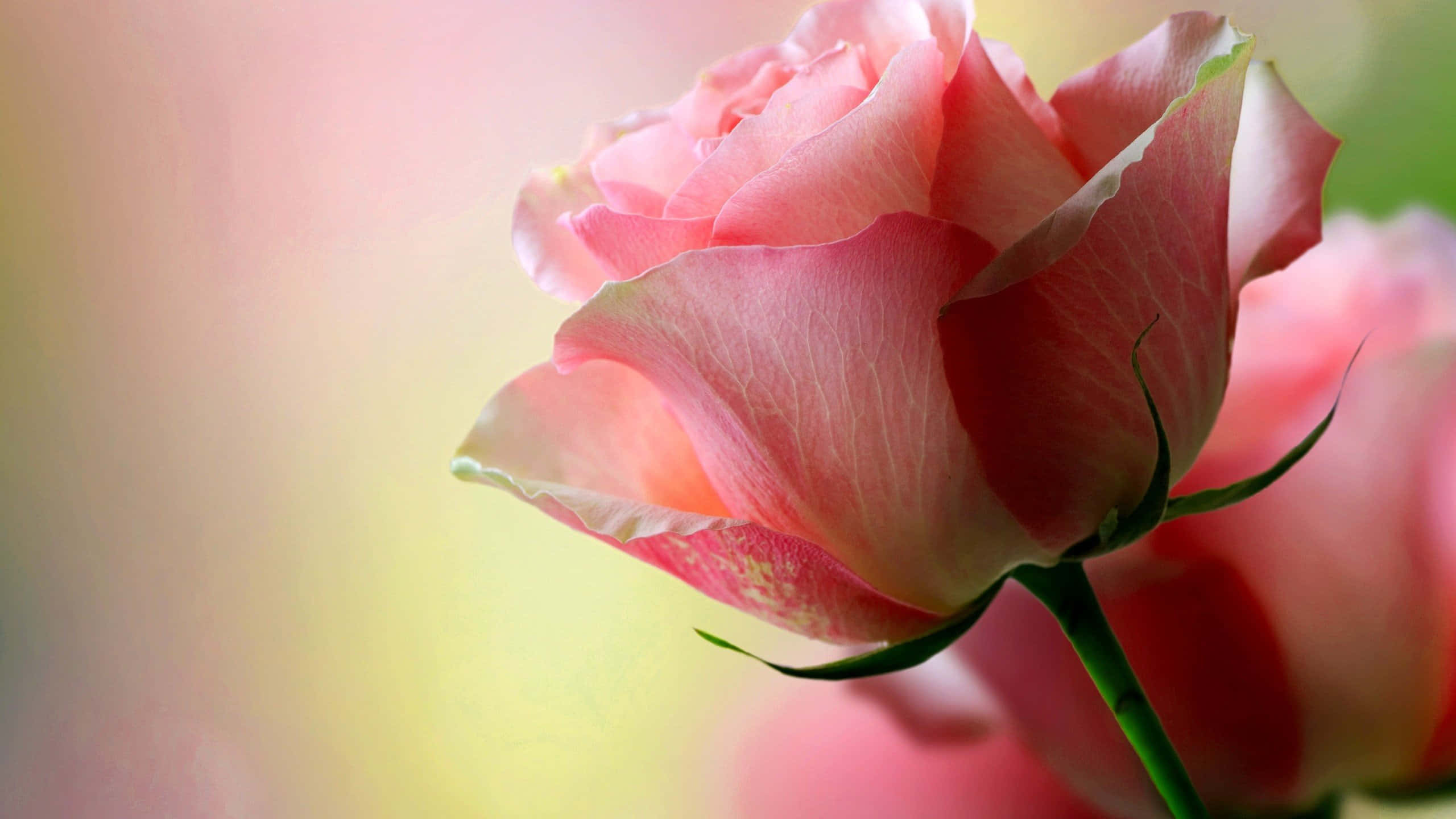 Red Rose, soft pink rose, delicate petals, 2K Desktop Wallpaper