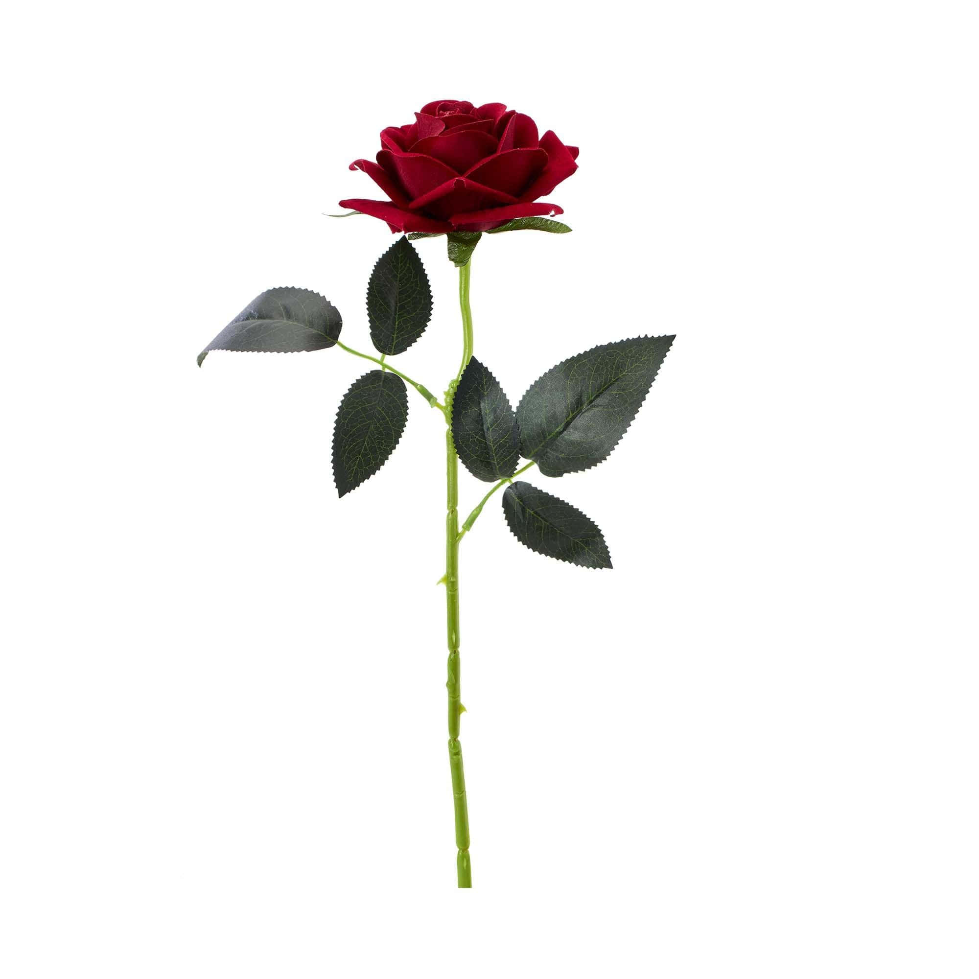 single red rose, deep red, glossy green leaves, Full HD Desktop Wallpaper