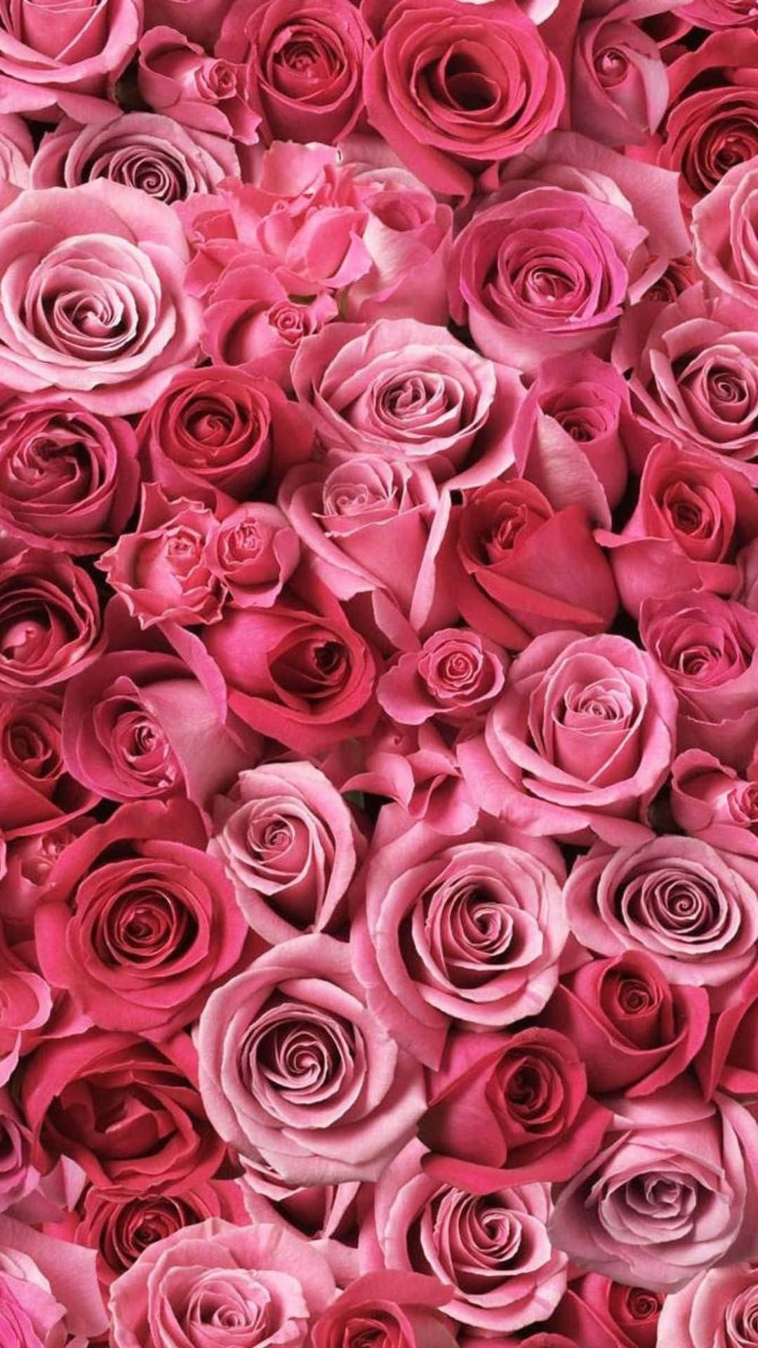 rose, vibrant pink, soft gradients, Full HD Phone Wallpaper