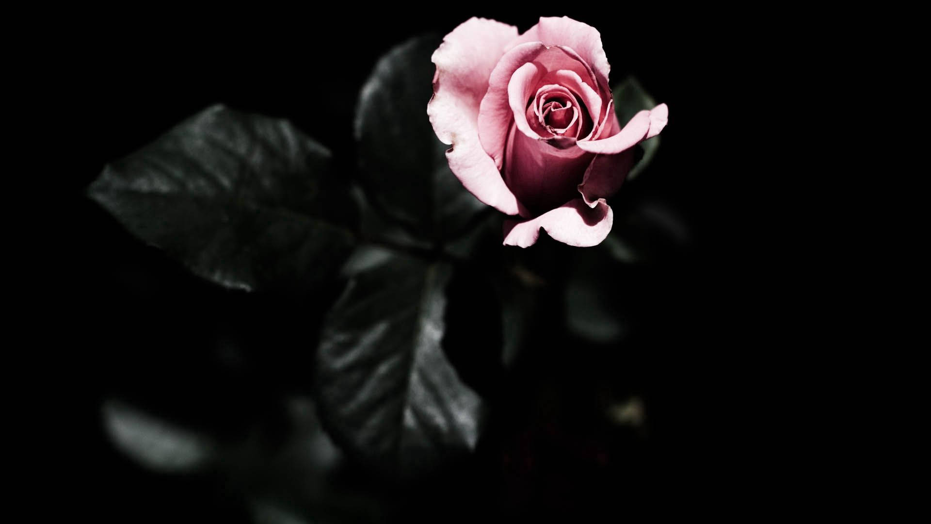 rose petals plant, pink rose, stark black background, Full HD Desktop Wallpaper