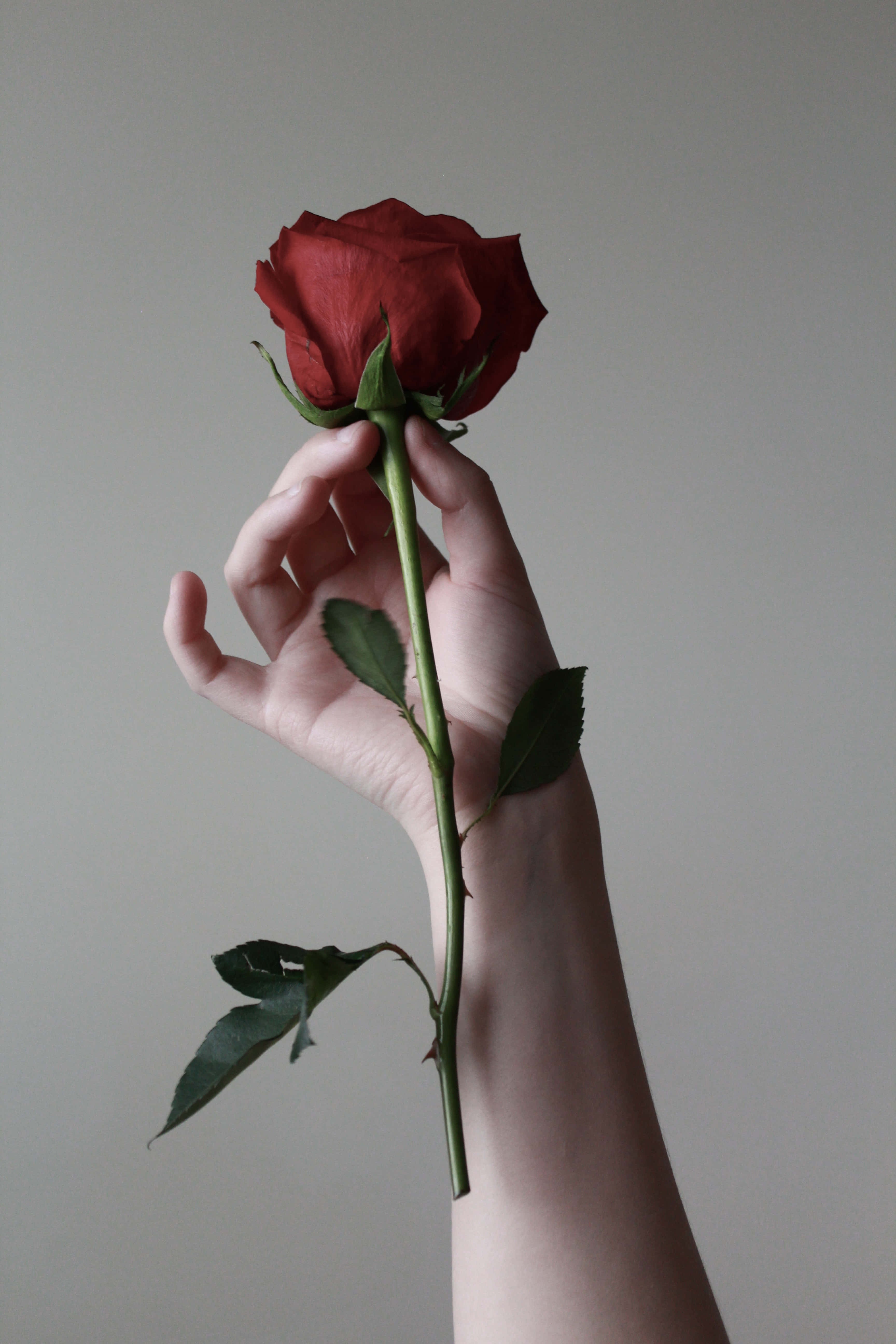rose mobile, deep red rose, soft gray background, 5K Phone Wallpaper