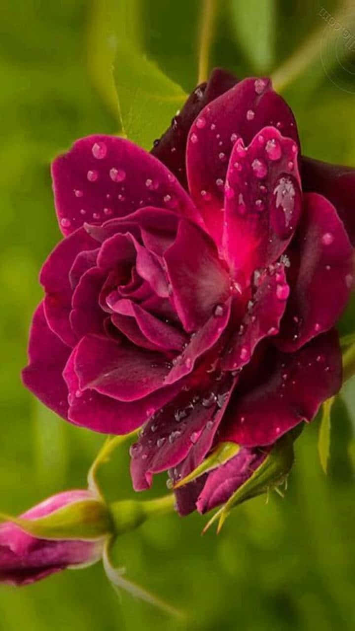 cute rose, deep magenta rose, dewdrops, HD Phone Wallpaper