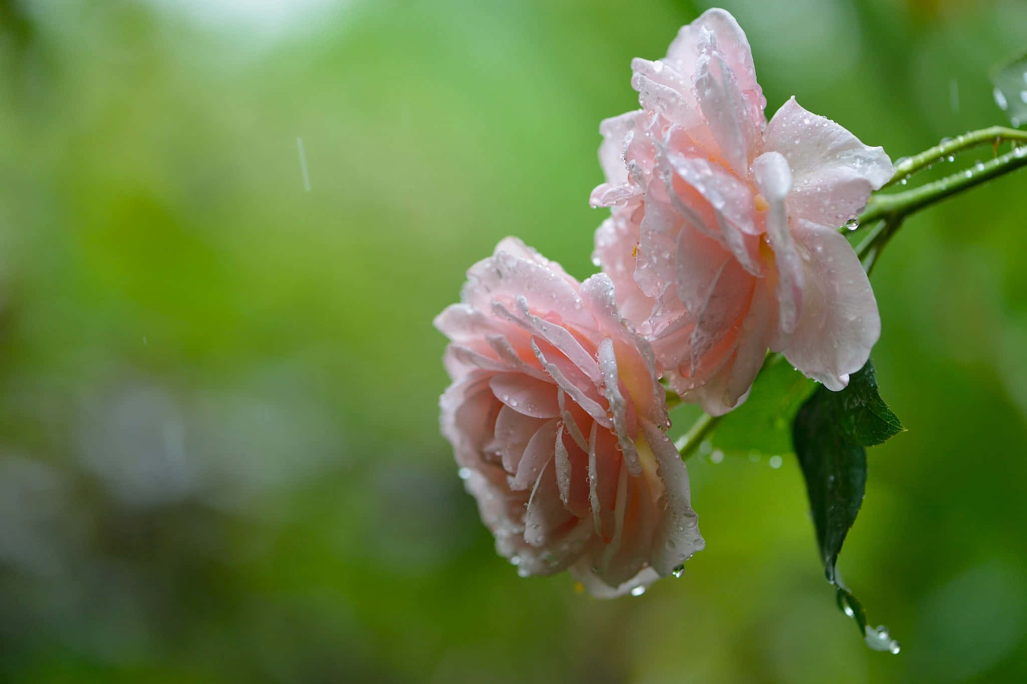 rose in rain 2048 x 1365, Rain-soaked Rose, pink roses, Full HD Desktop Wallpaper