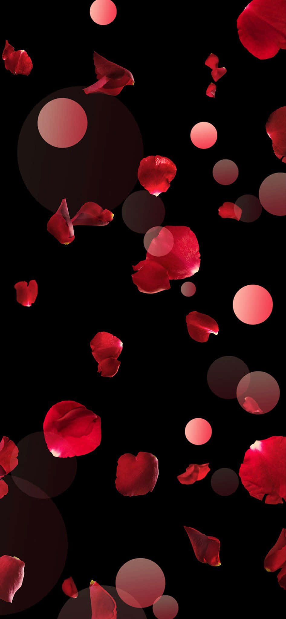 rose petal, vivid red, dark void, Full HD Phone Wallpaper