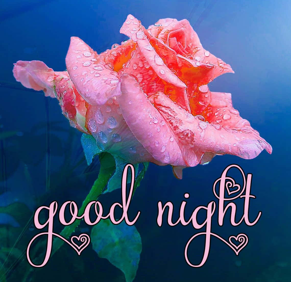 good night, pink rose, deep blue backdrop, SD Desktop Wallpaper
