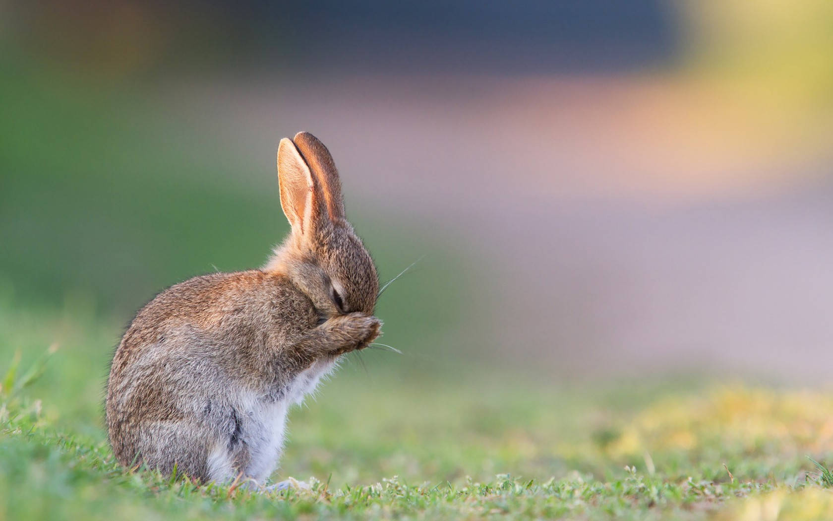 cute sad rabbit, small brown rabbit, grass, HD Desktop Wallpaper