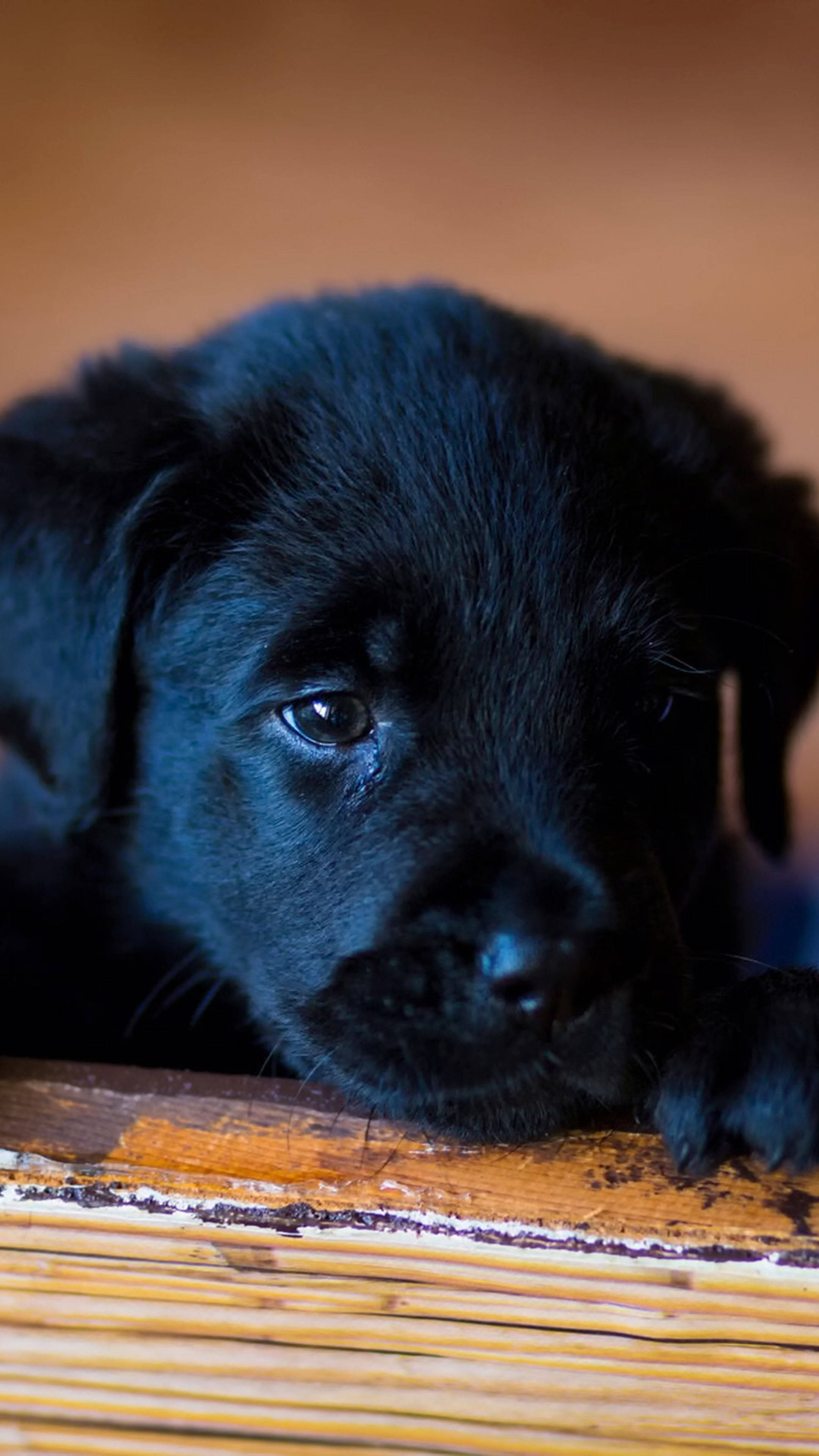 cute sad puppy, black puppy, soft fur, 4K Phone Wallpaper