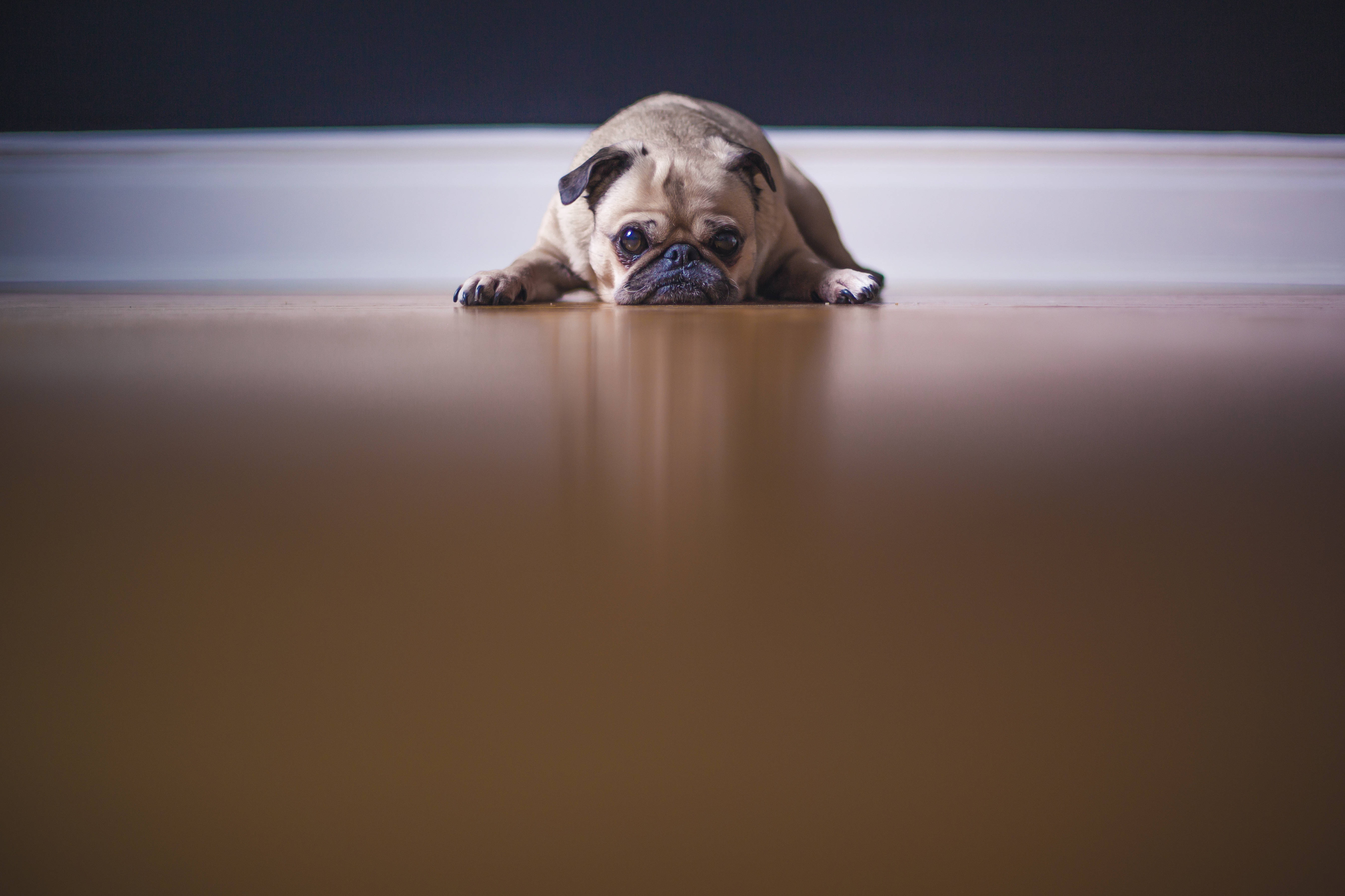 pug dog, polished wooden floor, large soulful eyes, 5K Desktop Wallpaper