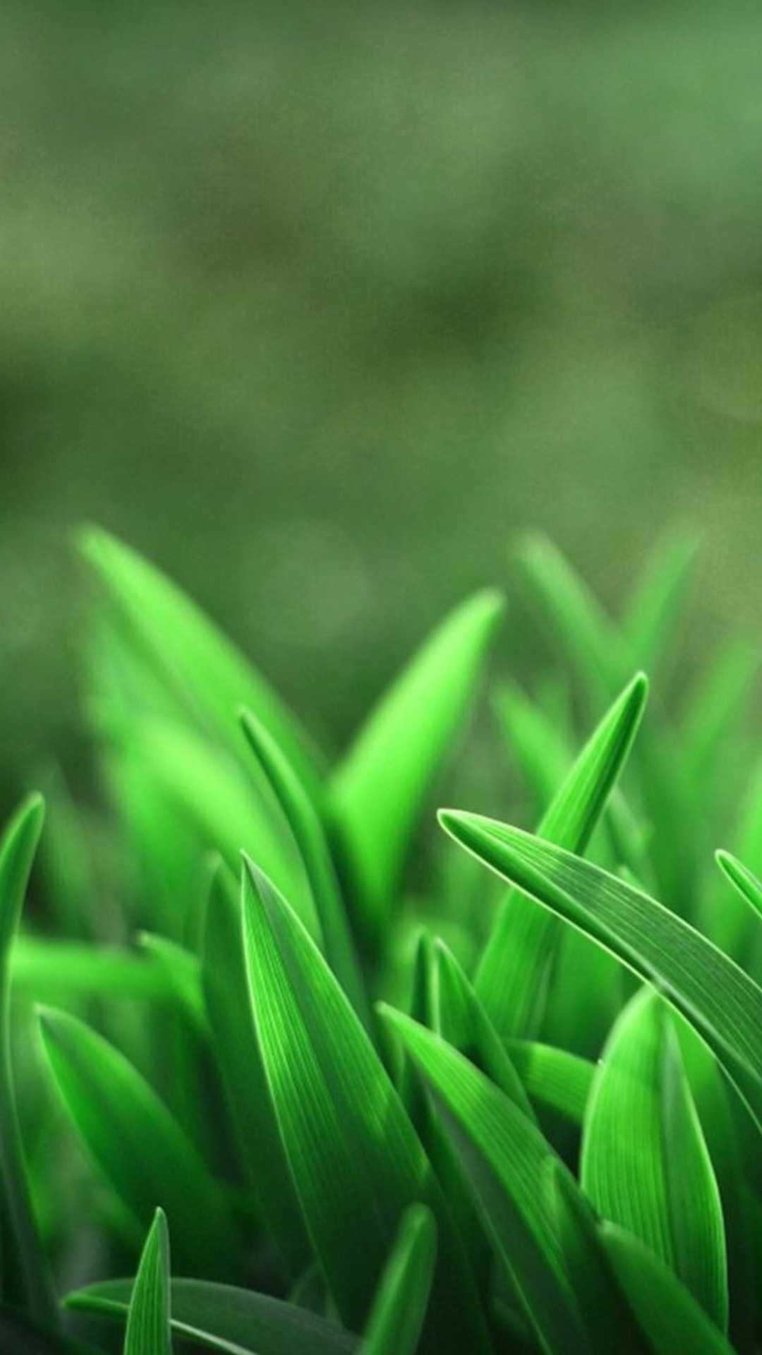 sage green, grass, lush foliage, Full HD Phone Wallpaper