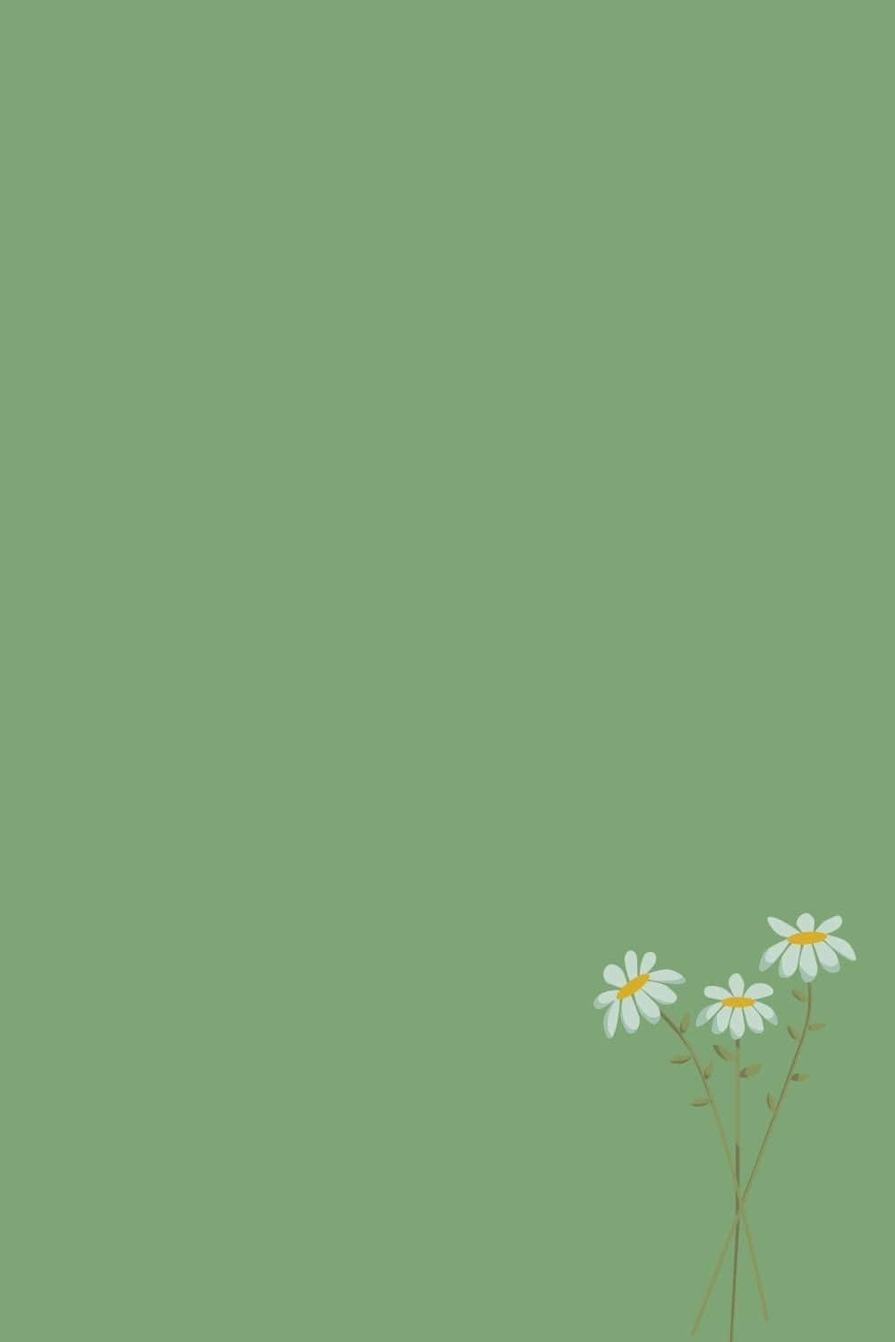 white common daisy, sage green backdrop, yellow centers, HD Phone Wallpaper