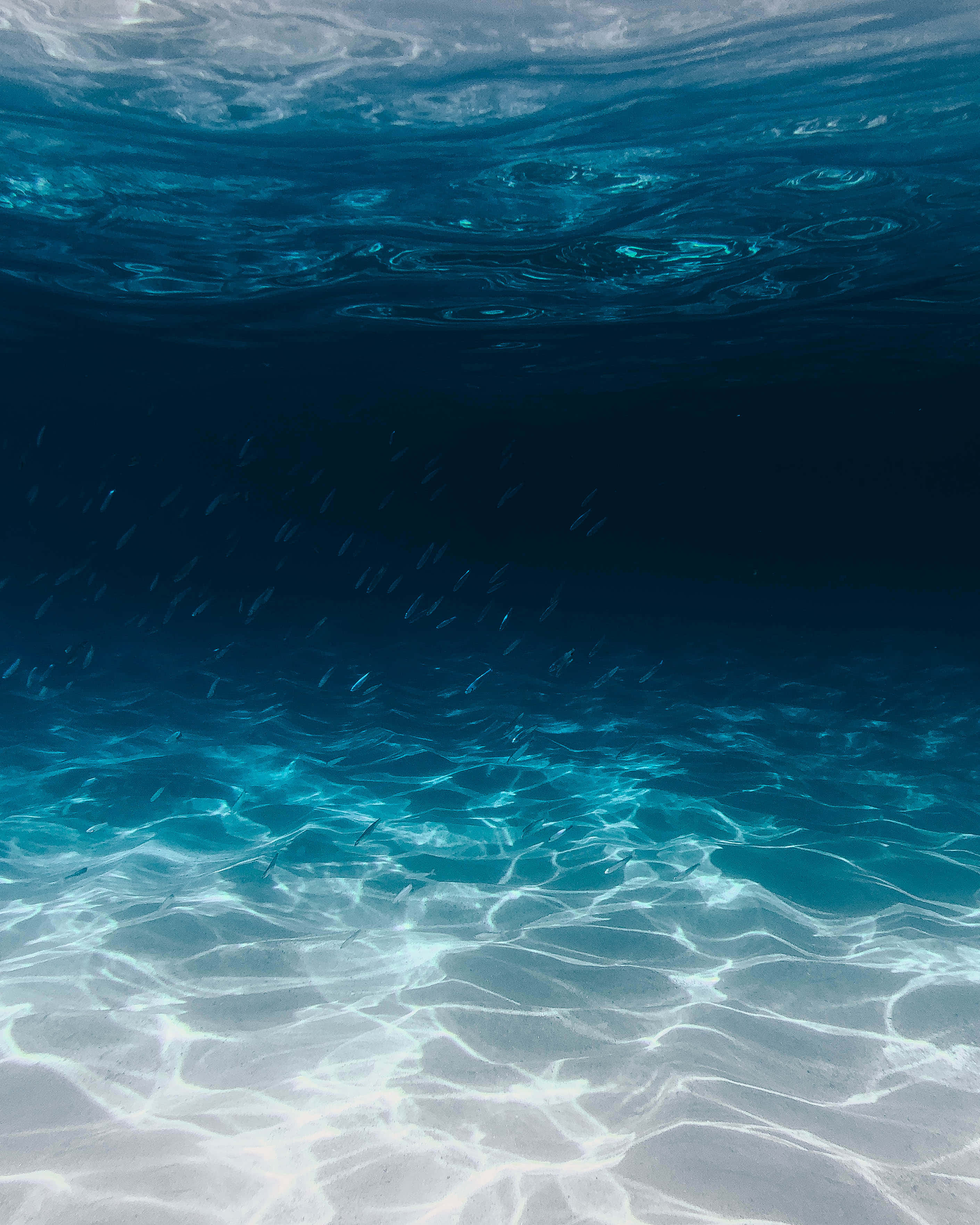 Cute Sea, turquoise ocean floor, school of fish, 2K Phone Wallpaper