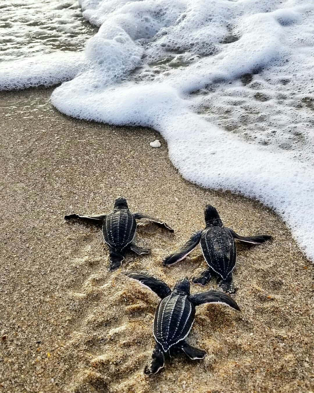 Cute Sea Creature, baby sea turtles, sandy beach, HD Phone Wallpaper
