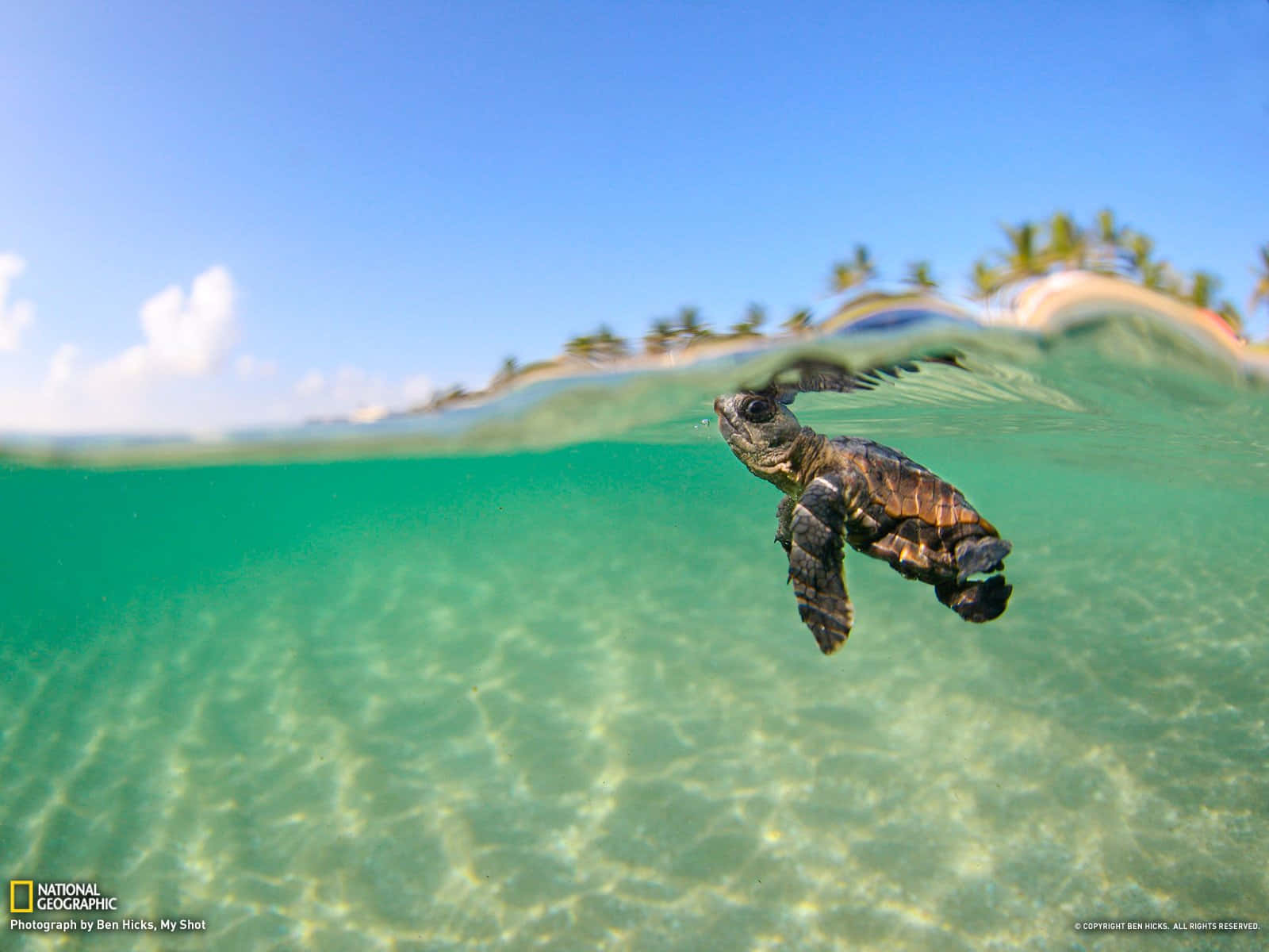 Cute Sea, sea turtle, tropical island, HD Desktop Wallpaper