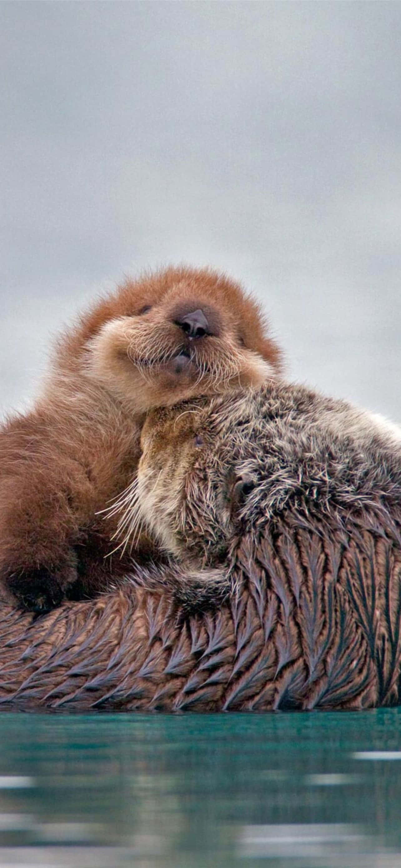 Cute Sea, fluffy baby sea otter, mother's wet fur, 2K Phone Wallpaper