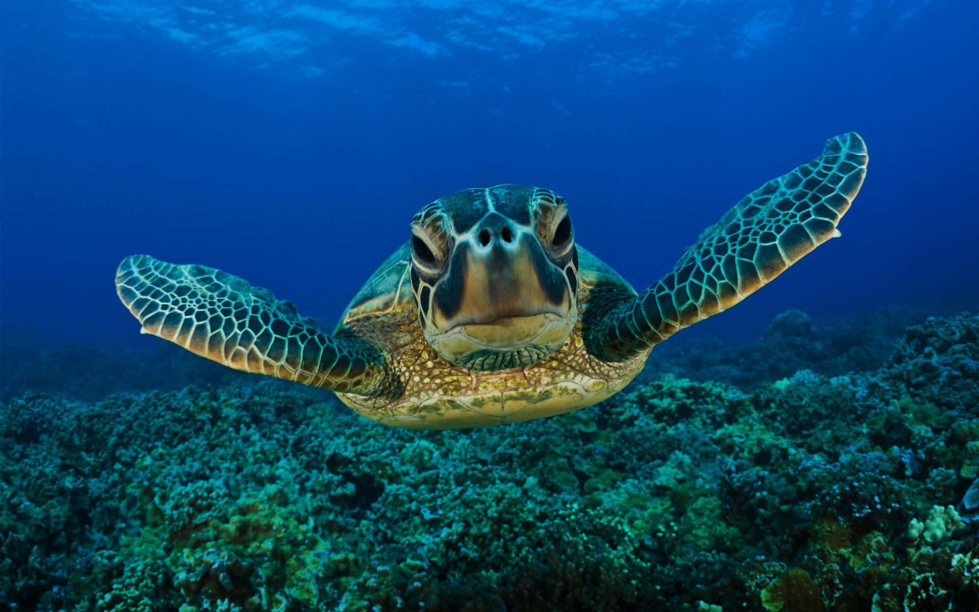 green sea turtle, vibrant coral reef, clear blue ocean water, Full HD Desktop Wallpaper