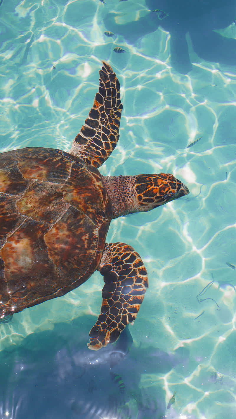 sea turtle, crystal clear turquoise water, sunlight dappling, HD Phone Wallpaper