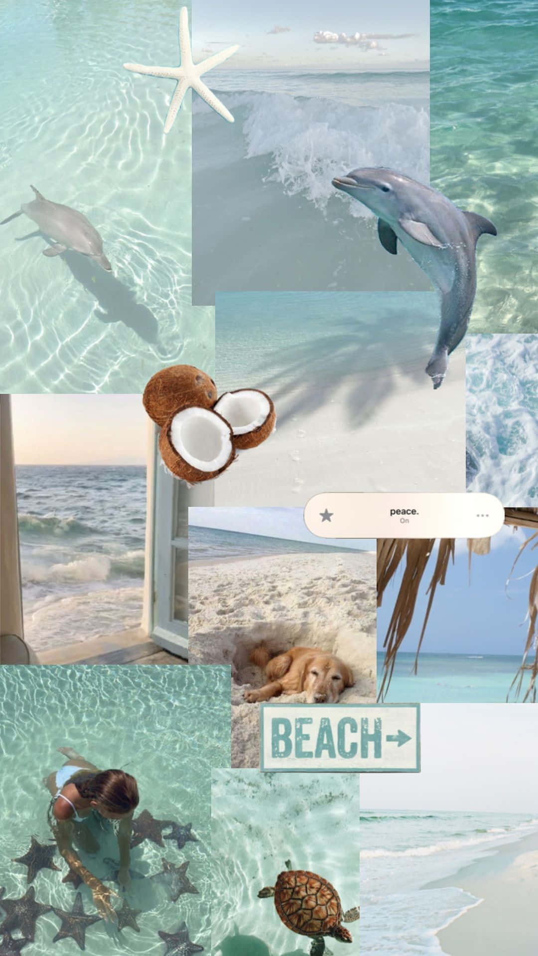 dolphins, starfish, coconuts, Full HD Phone Wallpaper