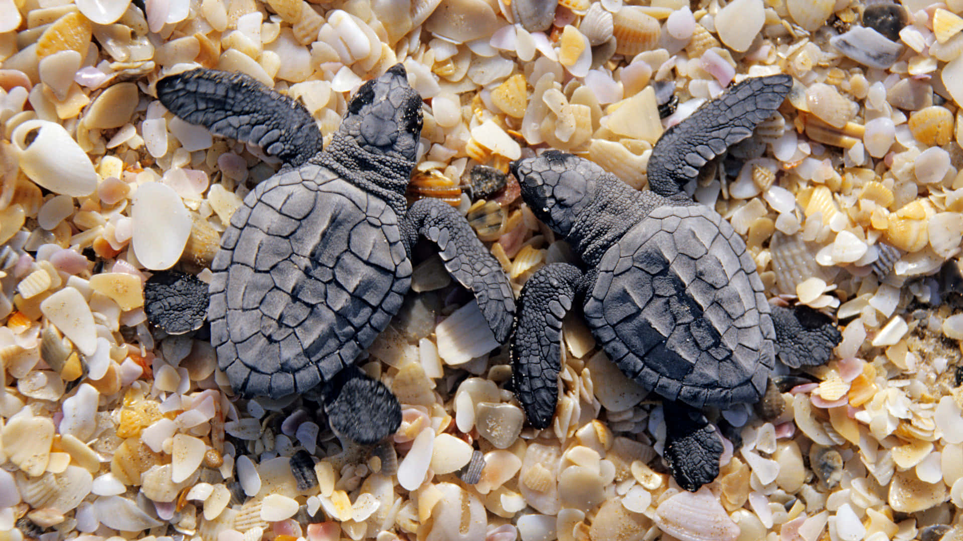 cute sea, baby sea turtles, dark textured shells, Full HD Desktop Wallpaper