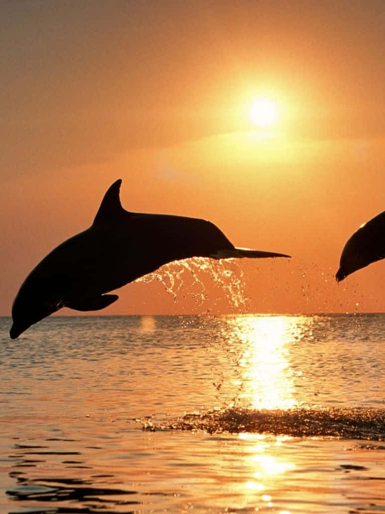 dolphins, water, sunset, SD Phone Wallpaper