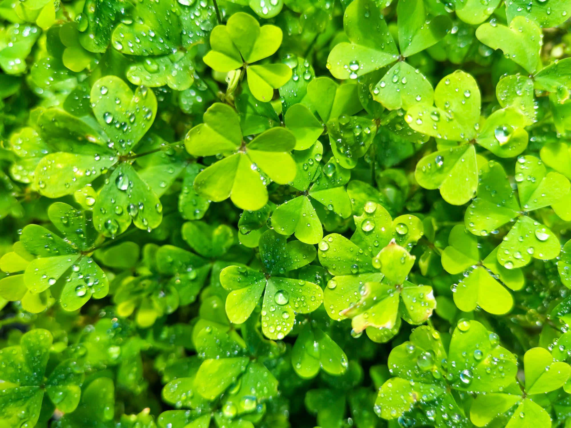 dewy shamrock, vibrant green clover leaves, dewdrops, Full HD Desktop Wallpaper