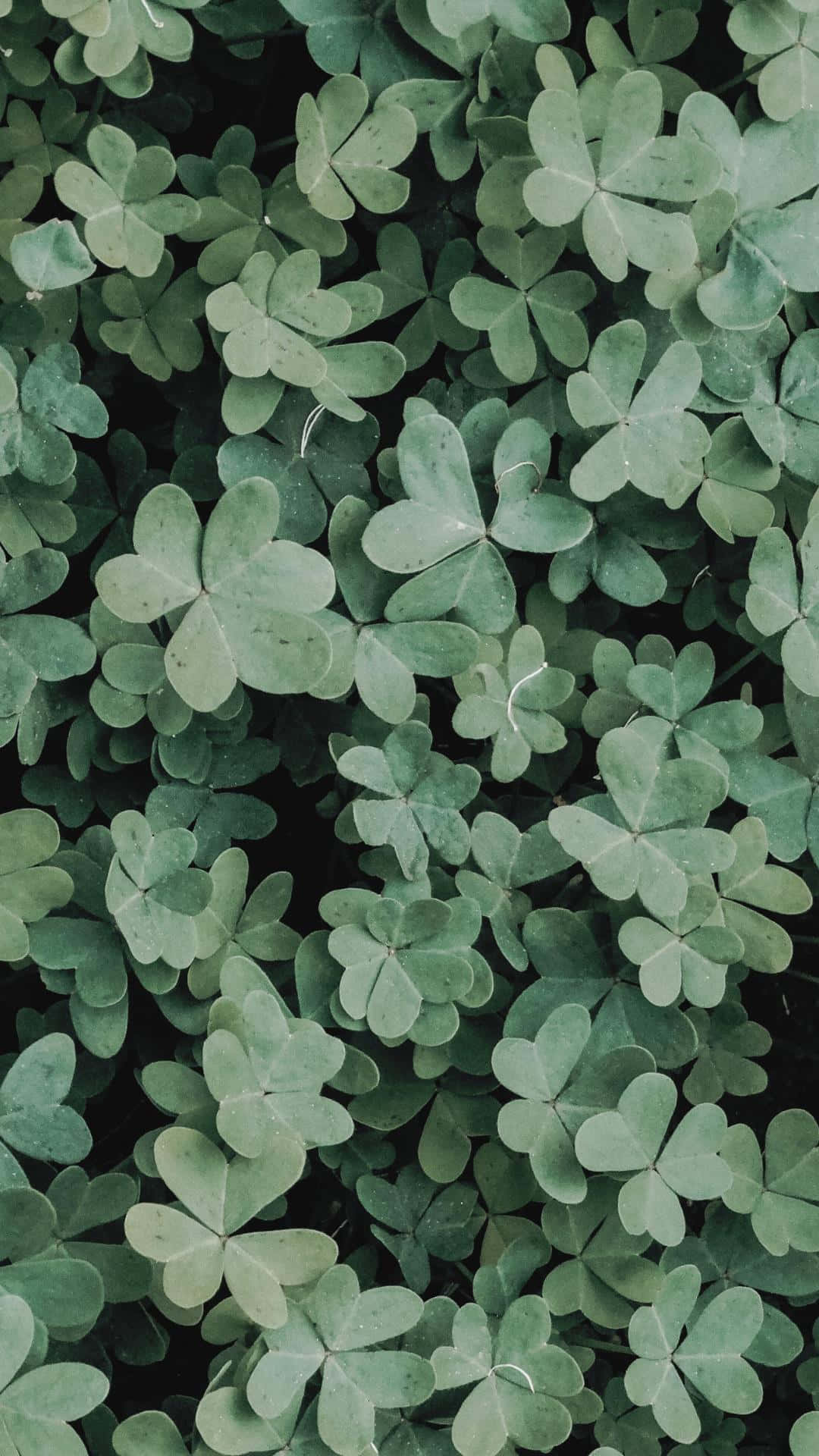 verdant shamrock pattern, vibrant green clover leaves, natural texture, Full HD Phone Wallpaper