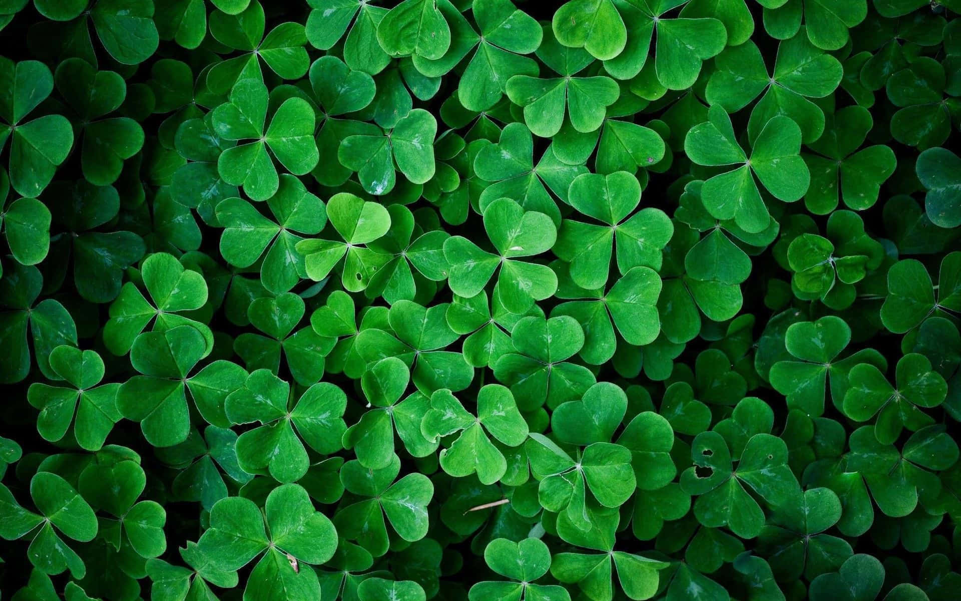 vibrant green, four leaf clovers, dewdrops, Full HD Desktop Wallpaper