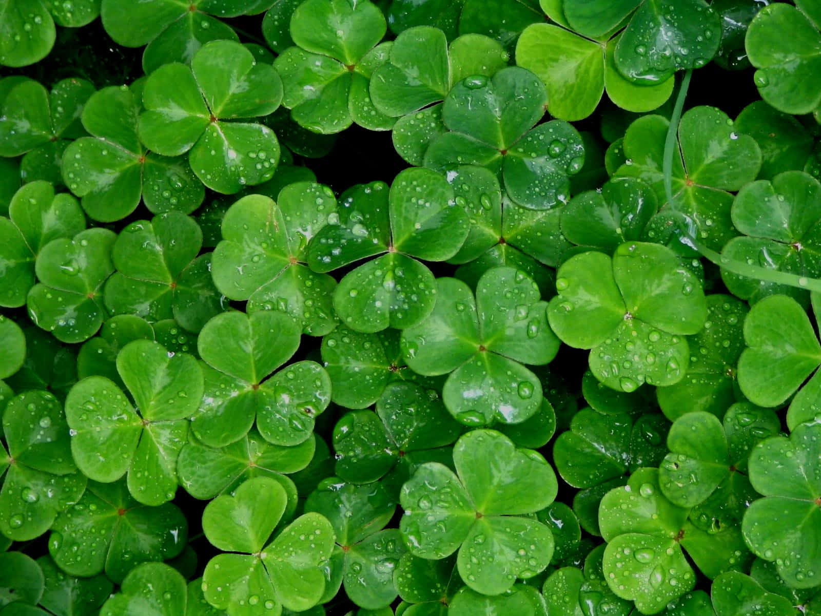 shamrock, 1600 x 1200, vibrant green, HD Desktop Wallpaper