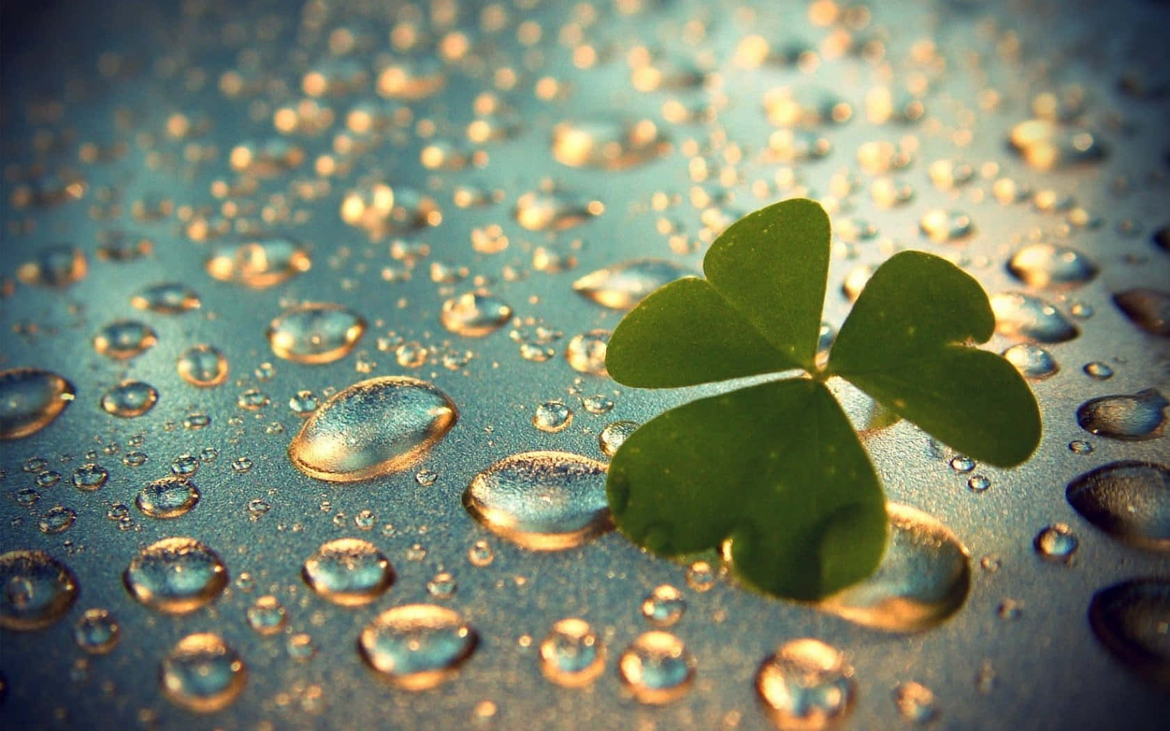shamrock, four-leaf clover, vibrant green, HD Desktop Wallpaper