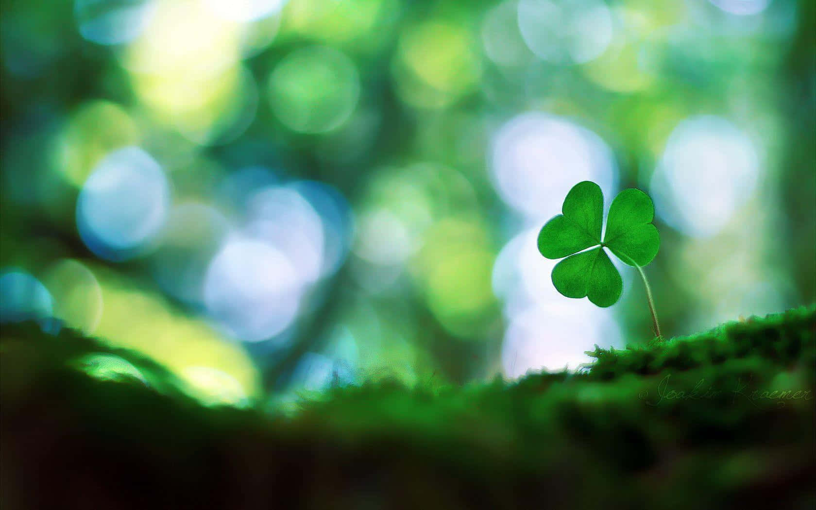 shamrock, four leaf clover, mossy ground, HD Desktop Wallpaper