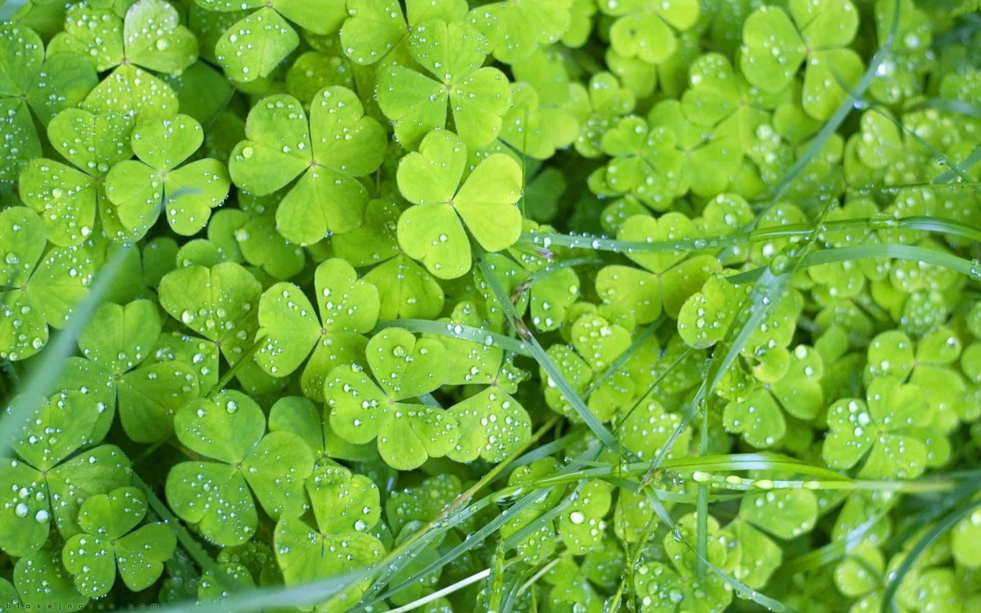 shamrock, vibrant green, dewdrops, Full HD Desktop Wallpaper