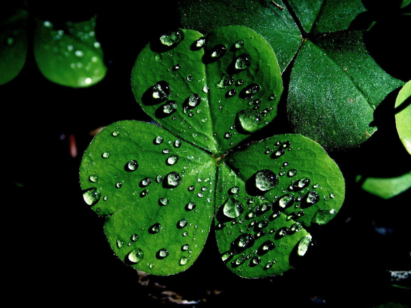 shamrock, four-leaf clover, vibrant green, HD Desktop Wallpaper
