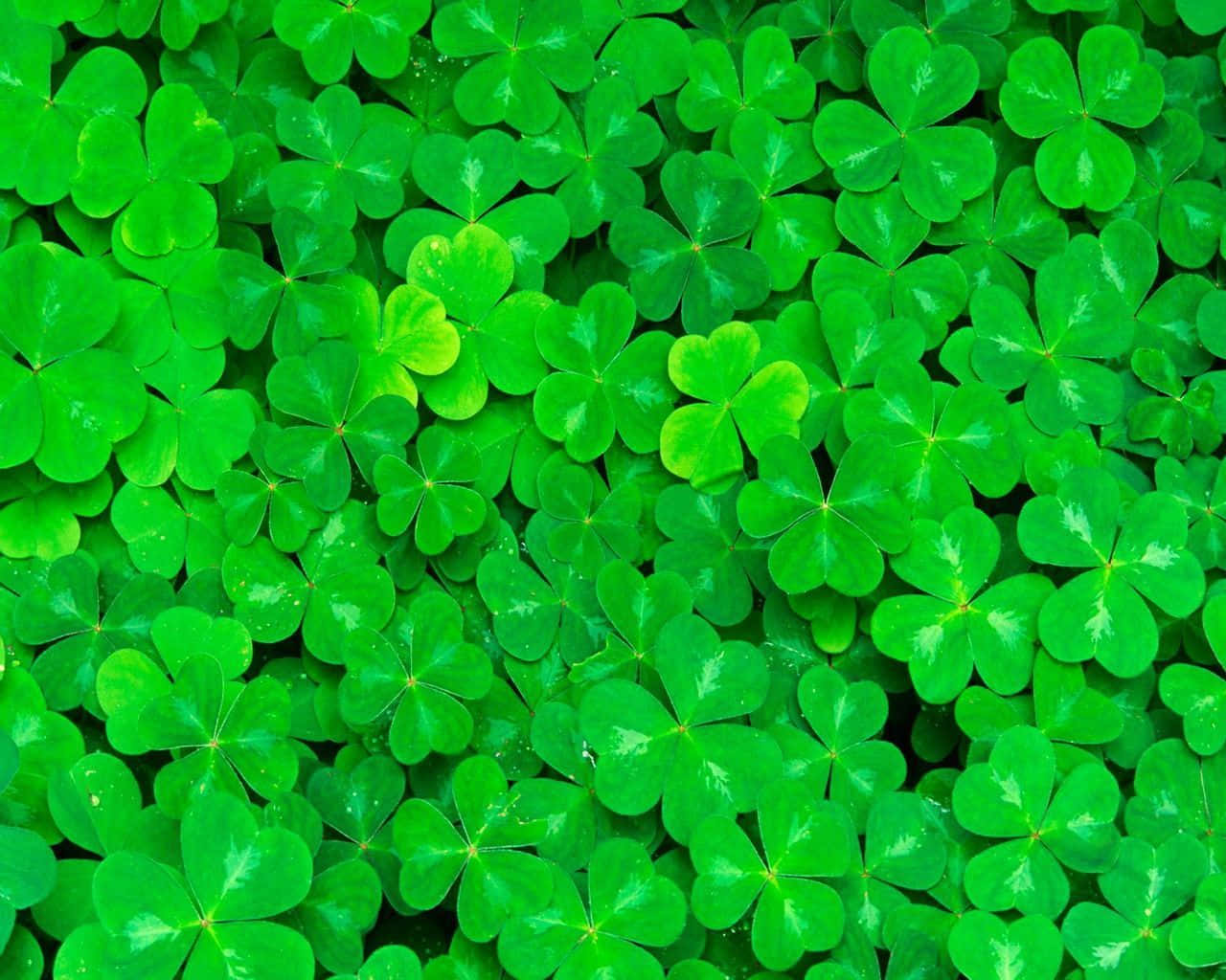 shamrock, four leaf clovers, vibrant green, HD Desktop Wallpaper