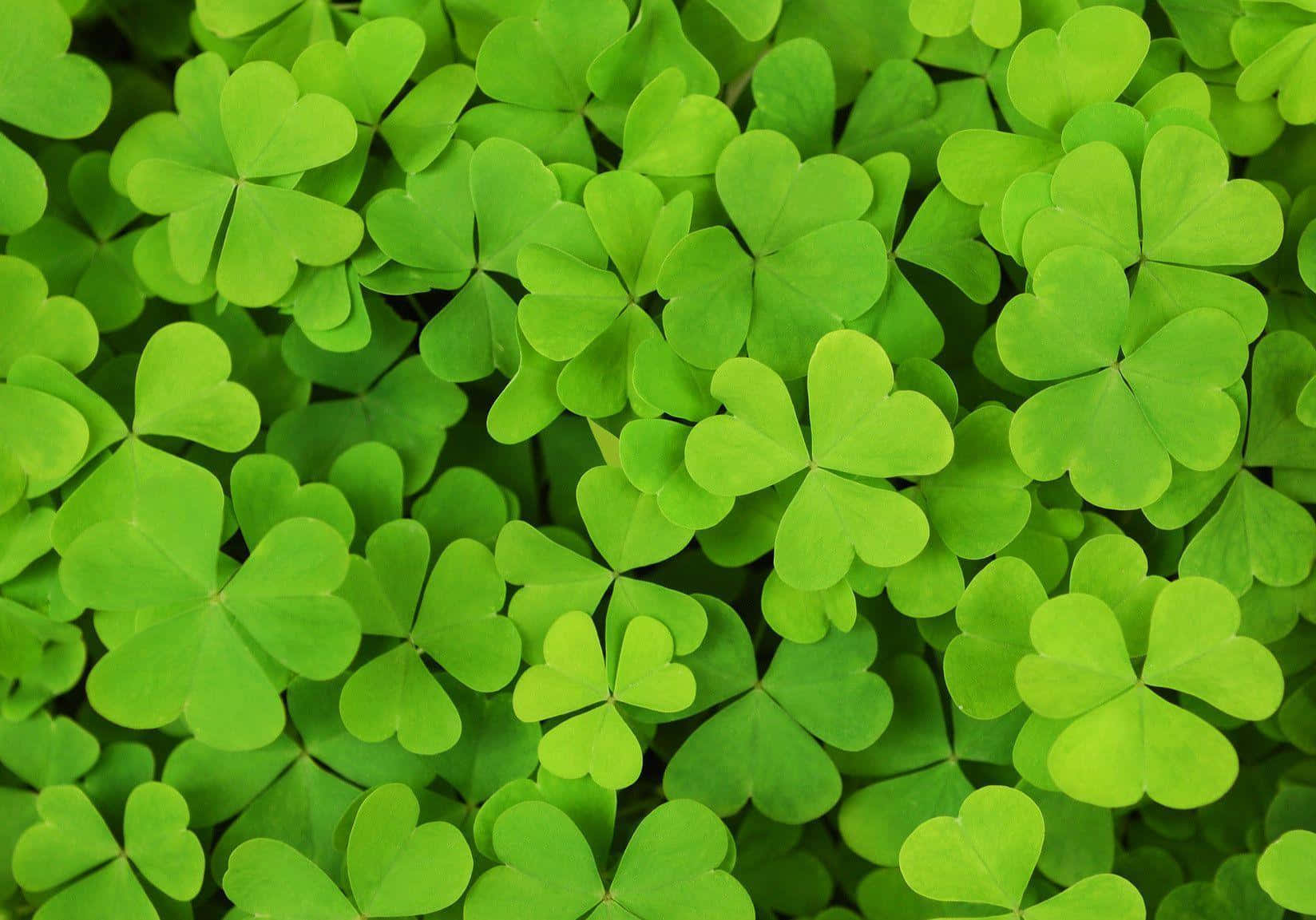 vibrant green, clover leaves, heart-shaped leaflets, HD Desktop Wallpaper