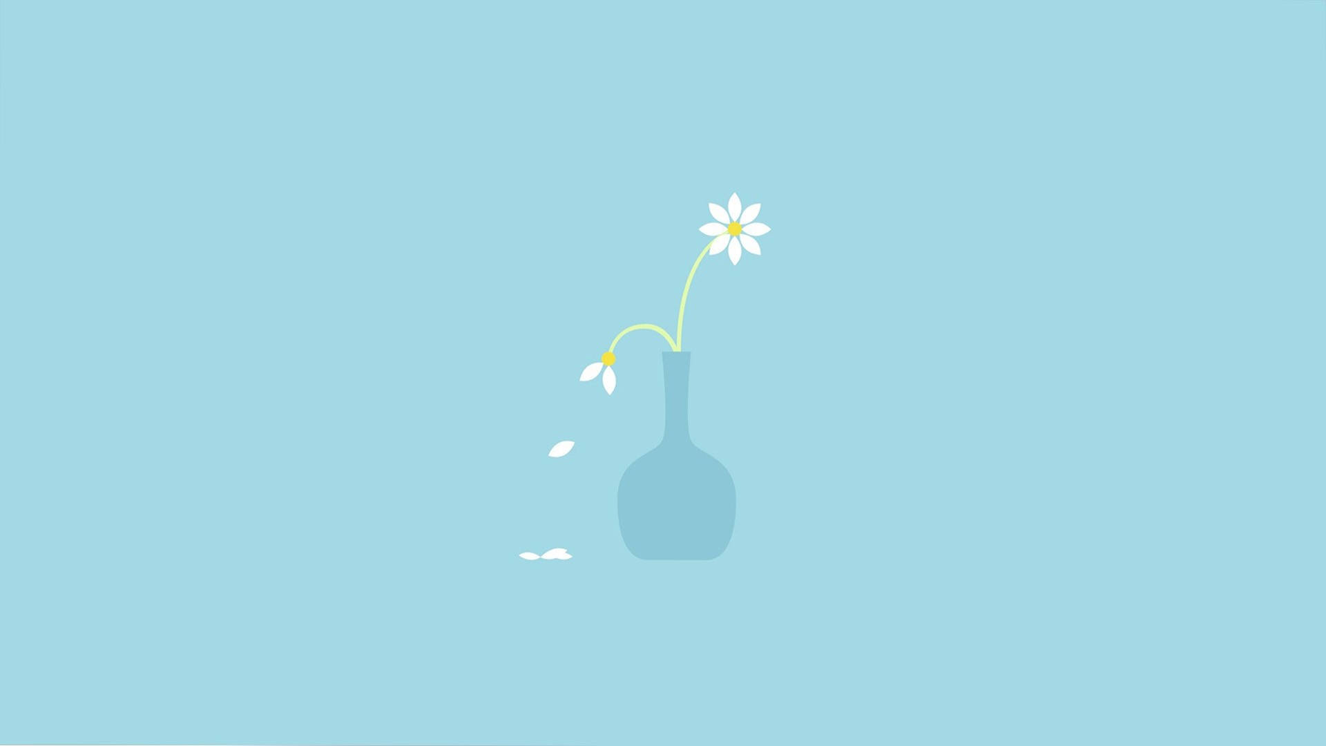 white daisy, single white daisy, falling petals, Full HD Desktop Wallpaper
