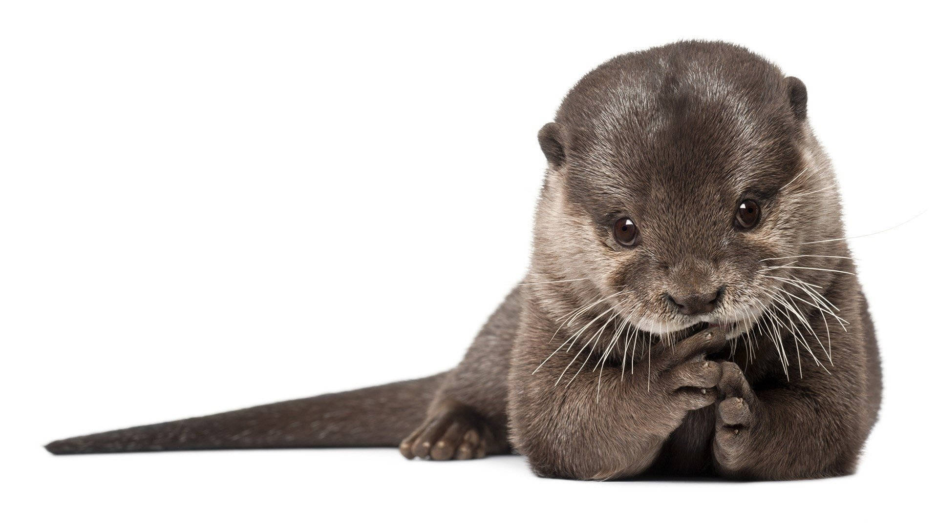 simple otter portrait, baby otter, dark fur, Full HD Desktop Wallpaper