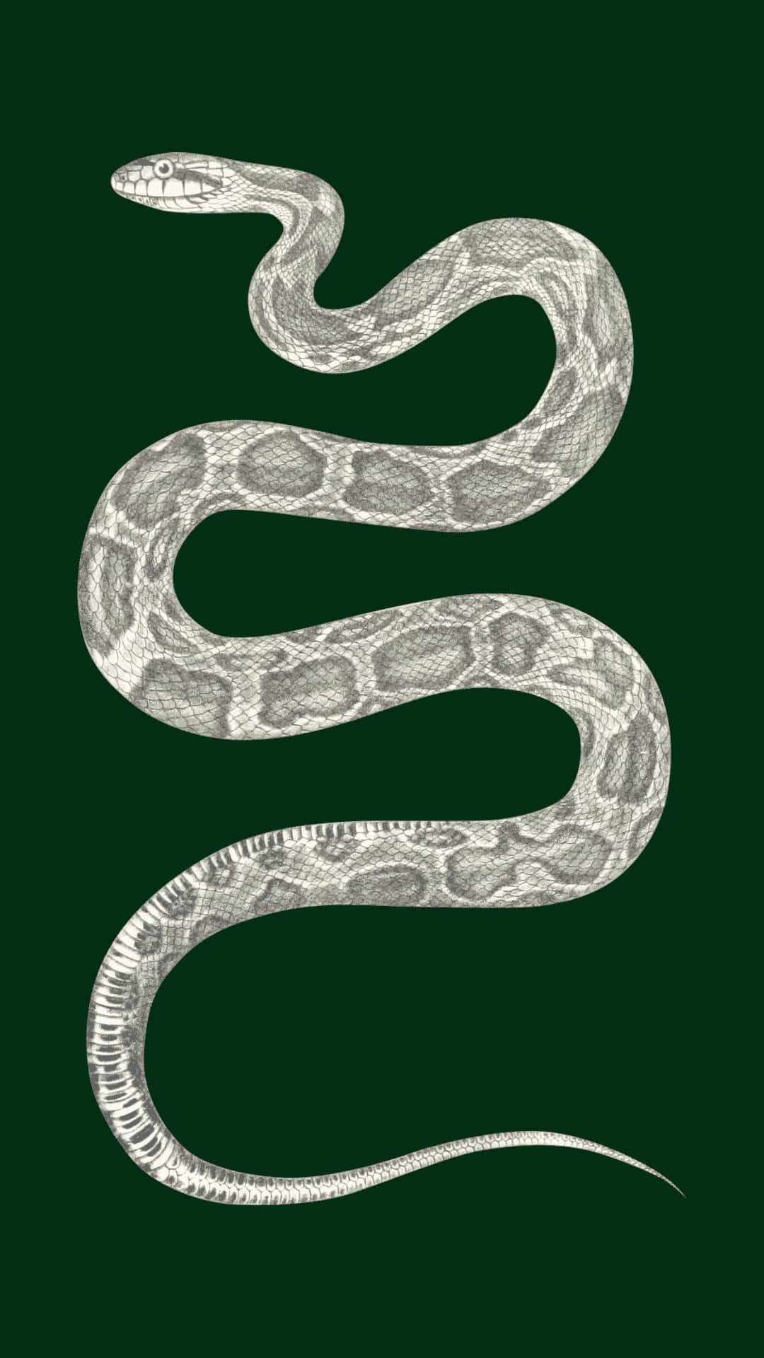 Slytherin, dark green, coiled snake, Full HD Phone Wallpaper