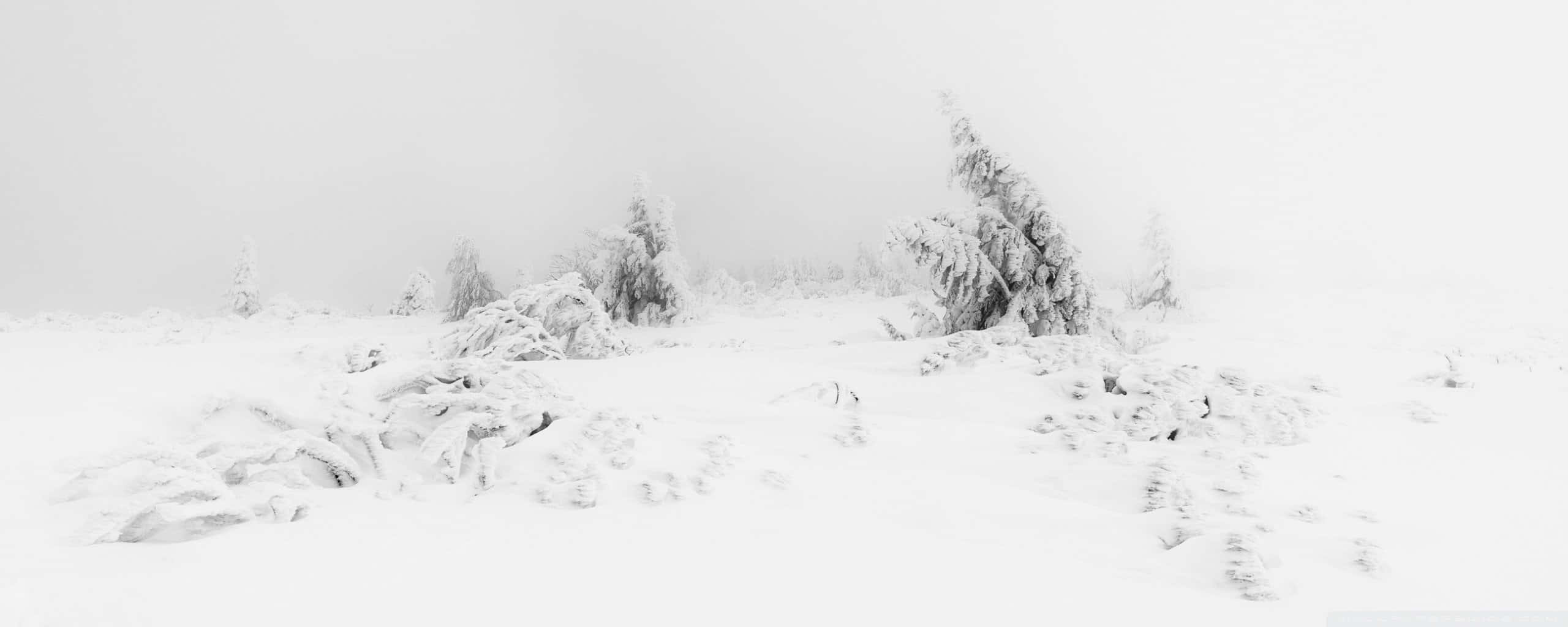cute winter aesthetic, snow-covered trees, white ground, 2K Desktop Wallpaper