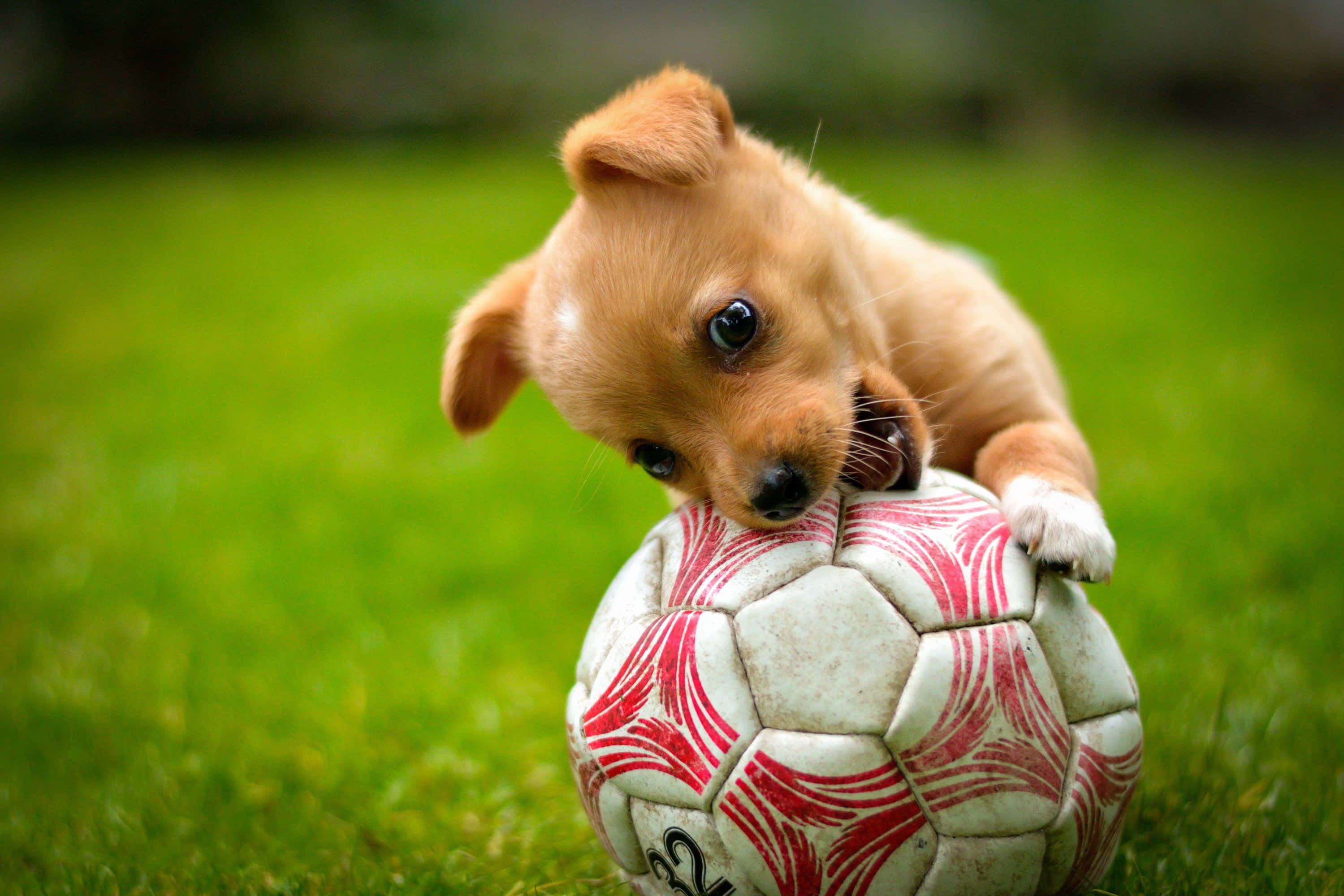 cute soccer, fluffy brown puppy, big dark eyes, 2K Desktop Wallpaper