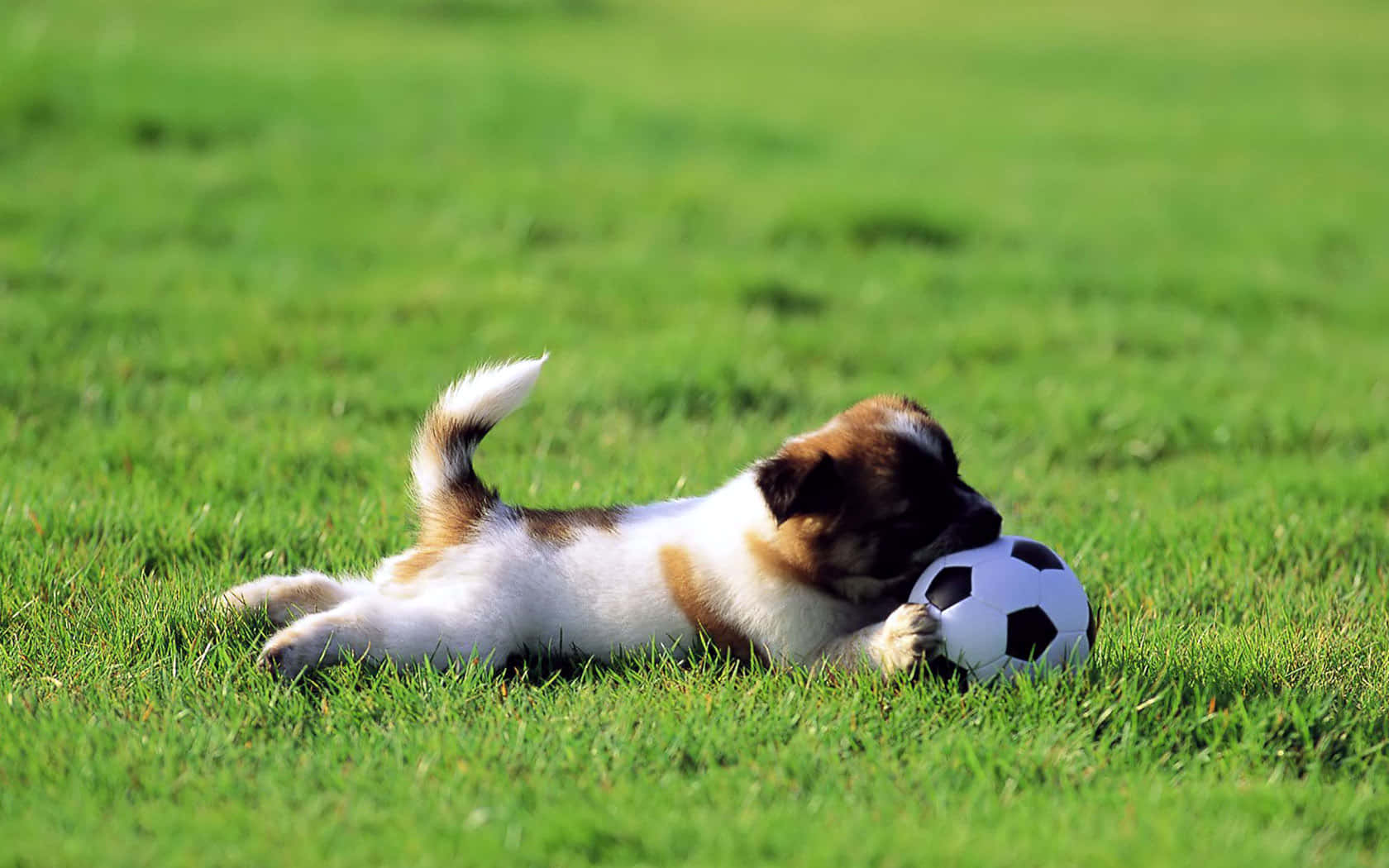 cute soccer, brown and white fur, vibrant green grass, HD Desktop Wallpaper