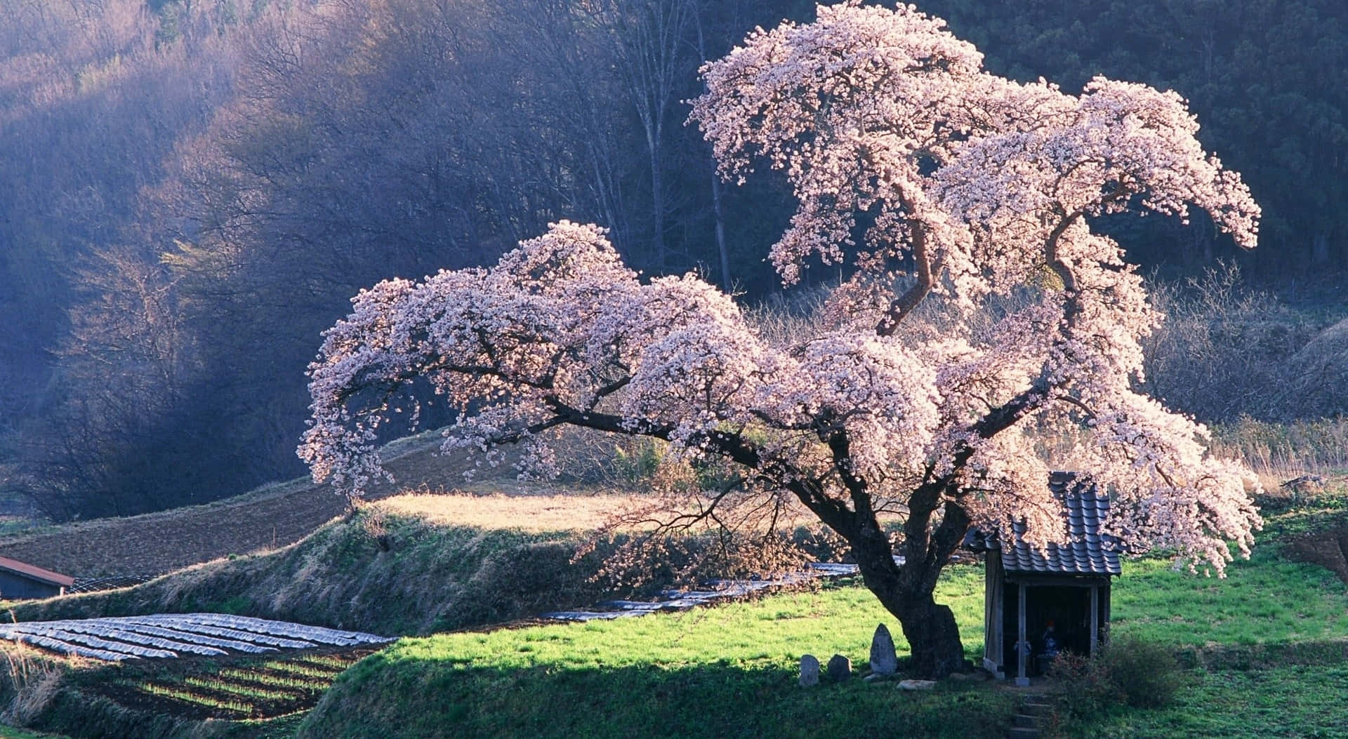 cherry blossom tree, shrine, sunlit rural field, Full HD Desktop Wallpaper