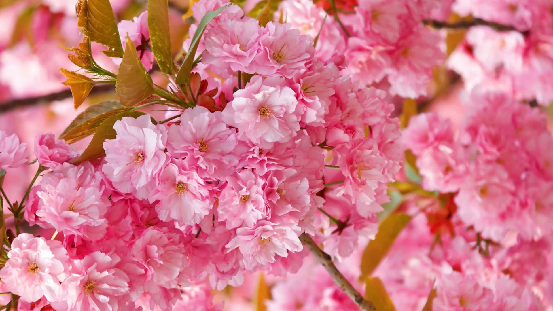 pastel pink, blue, yellow, Full HD Desktop Wallpaper
