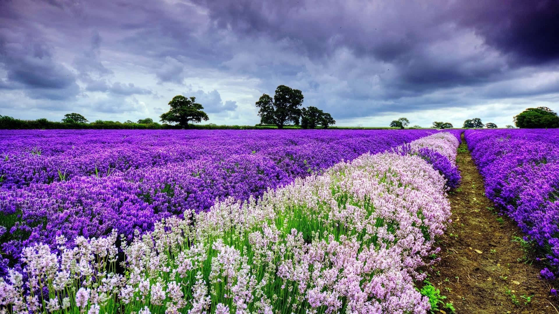 Purple Field Flower, Cute Spring Desktop, lavender fields, Full HD Desktop Wallpaper