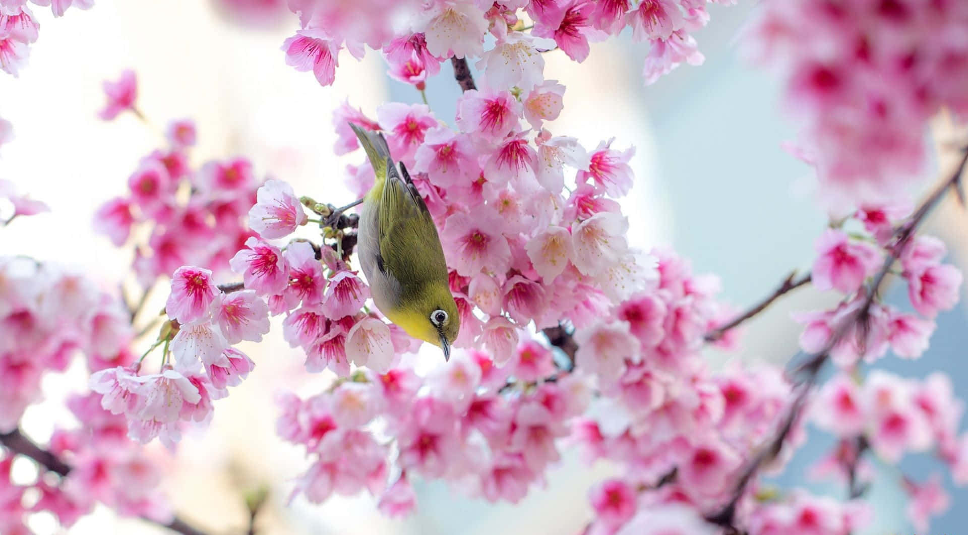 green bird, pink cherry blossoms, bright sky, Full HD Desktop Wallpaper