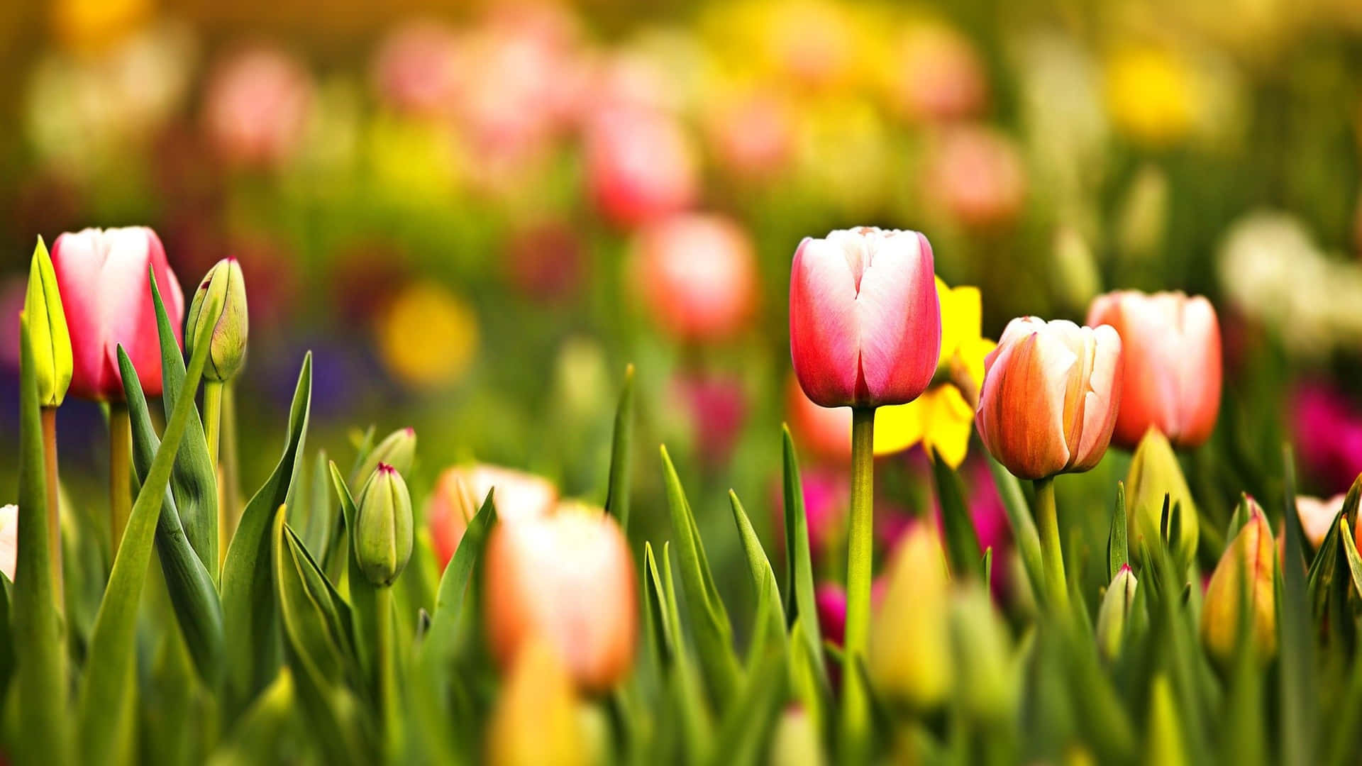 vibrant pink, yellow tulips, sunlit field, Full HD Desktop Wallpaper